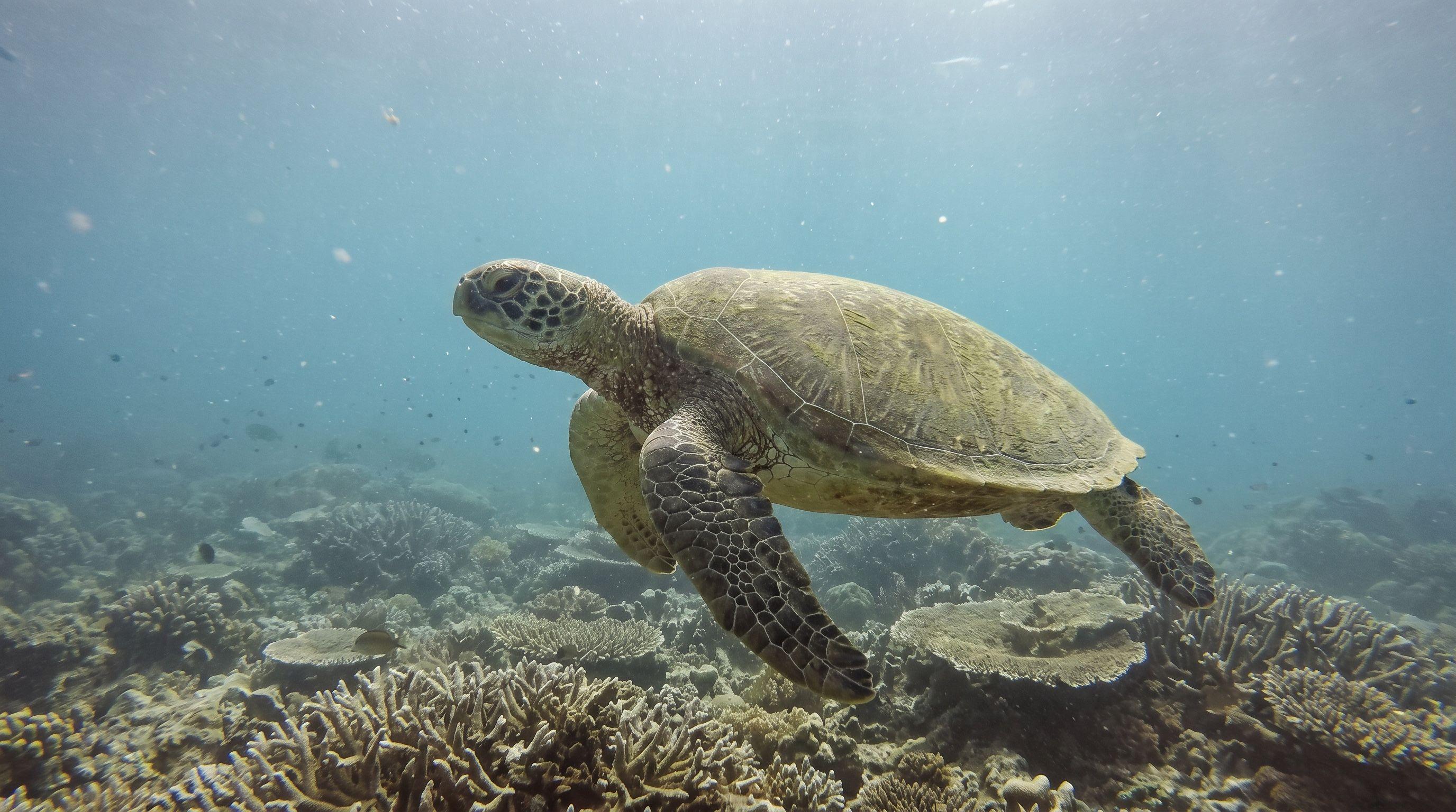 AI-generated illustration; species identification unverified. Sea Turtle (assorted)