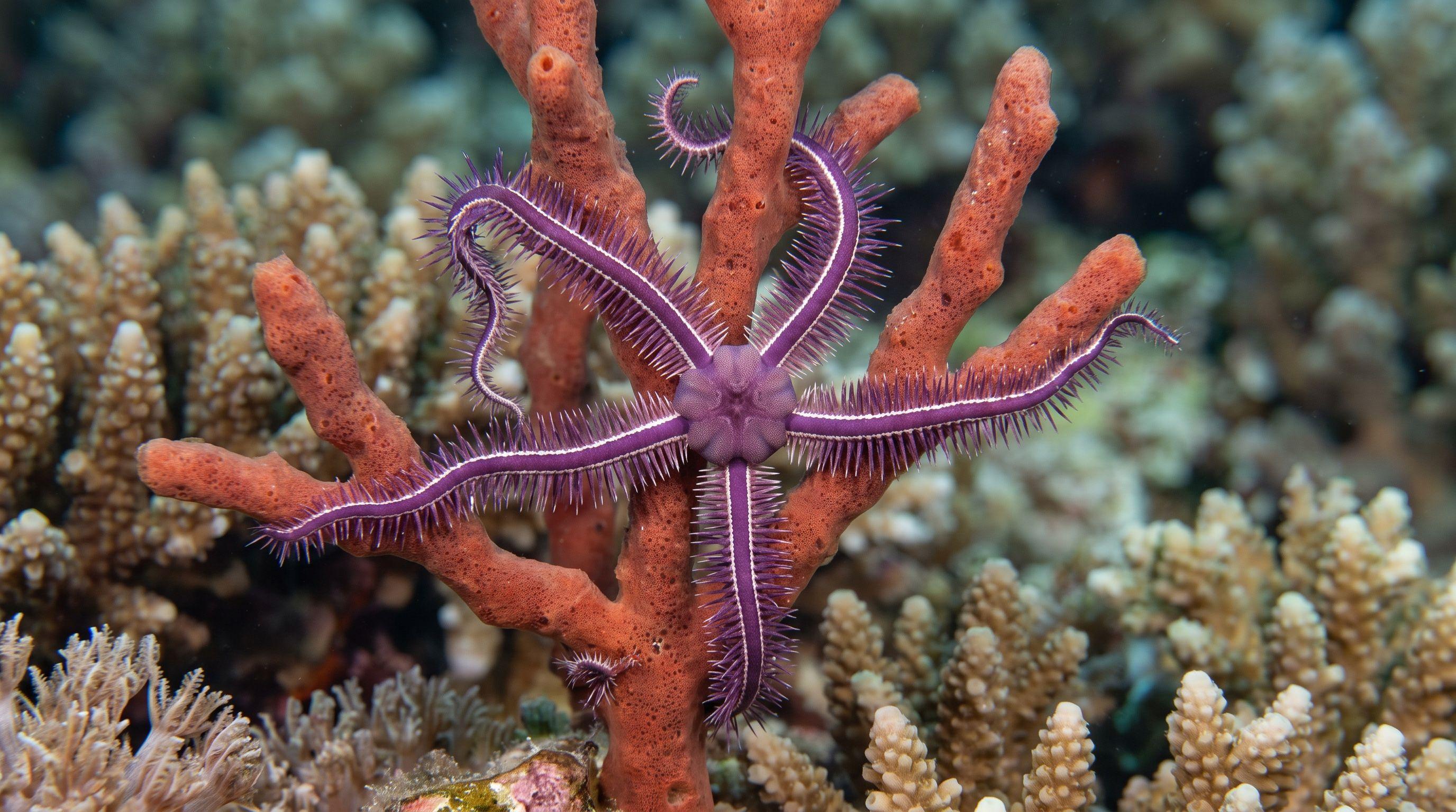 AI-generated illustration; species identification unverified. Purple Brittle Star (Ophiothrix purpurea)
