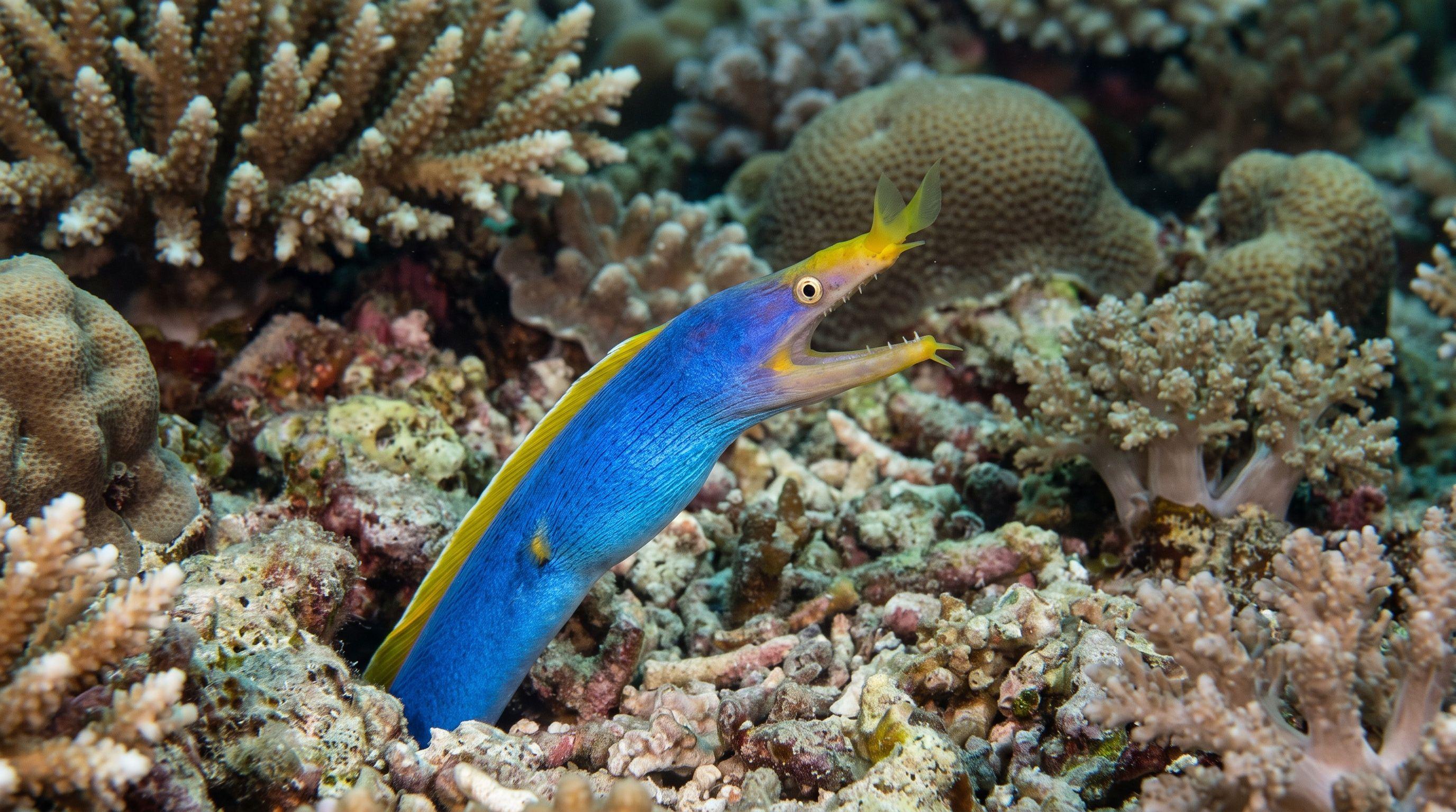 AI-generated illustration; species identification unverified. Blue-ribbon Eel (Rhinomuraena quaesita)