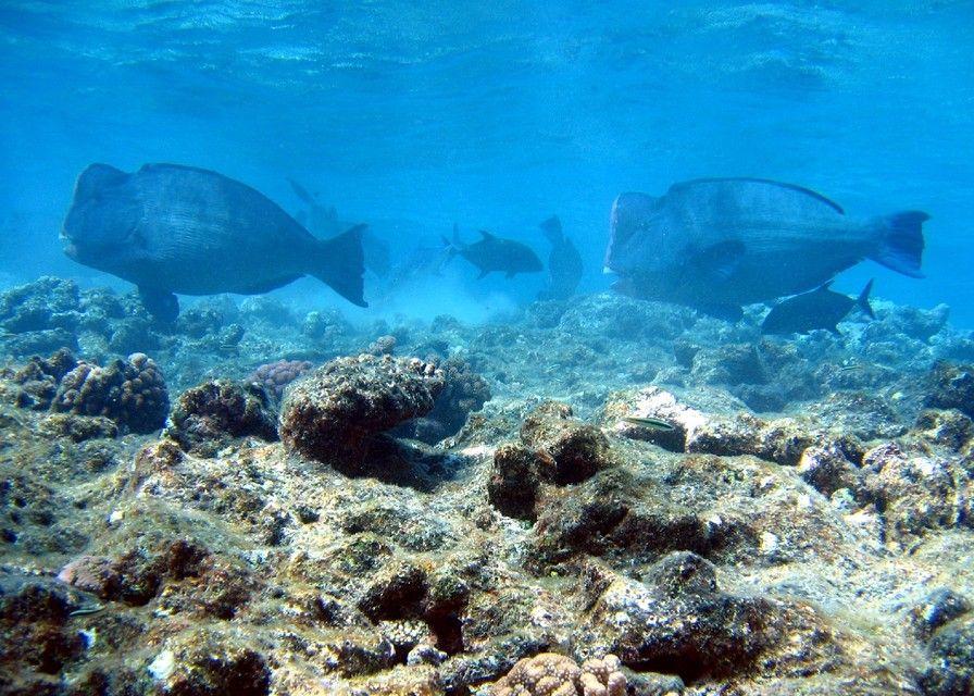 Bumphead Parrotfish