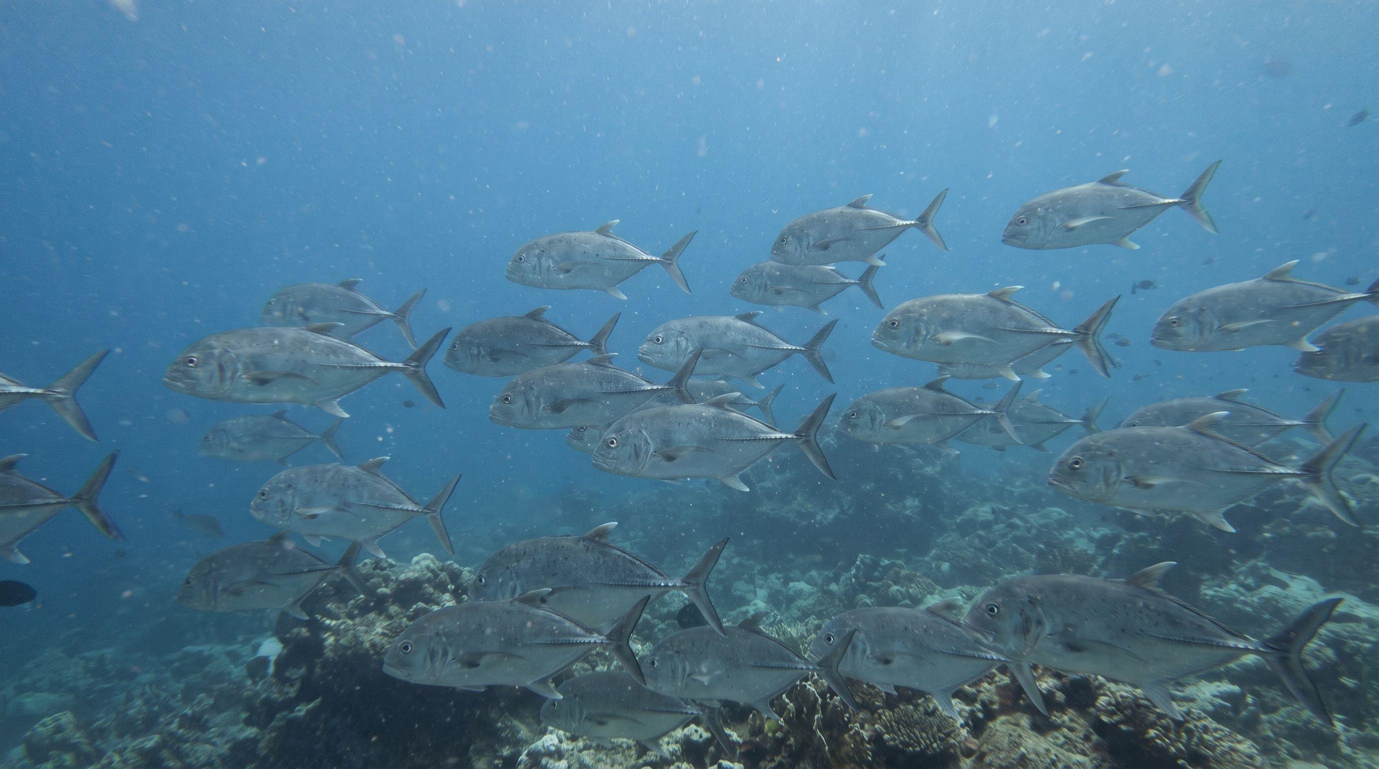 AI-generated illustration; species identification unverified. Trevally / Jack (assorted)