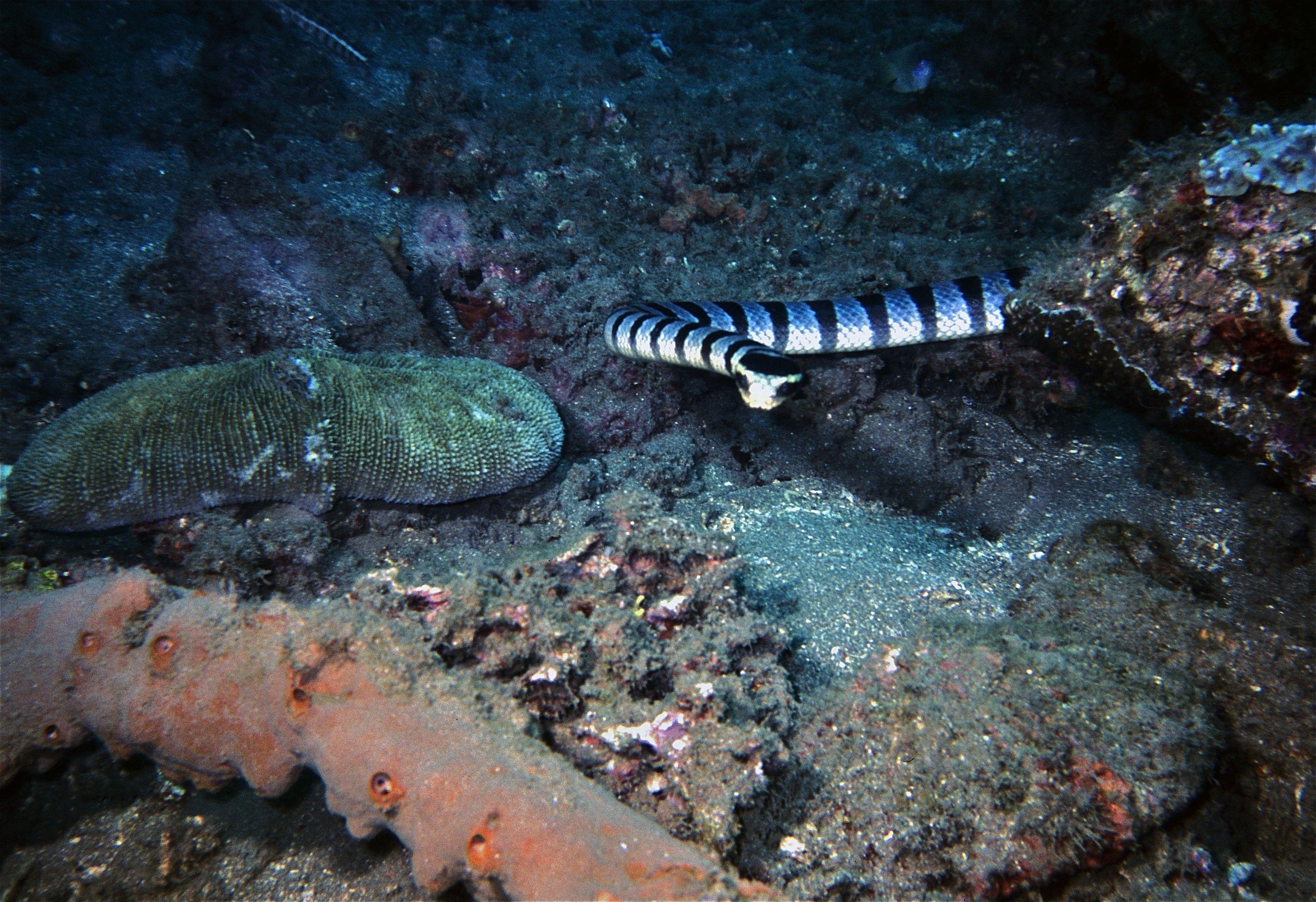 Banded Sea Krait