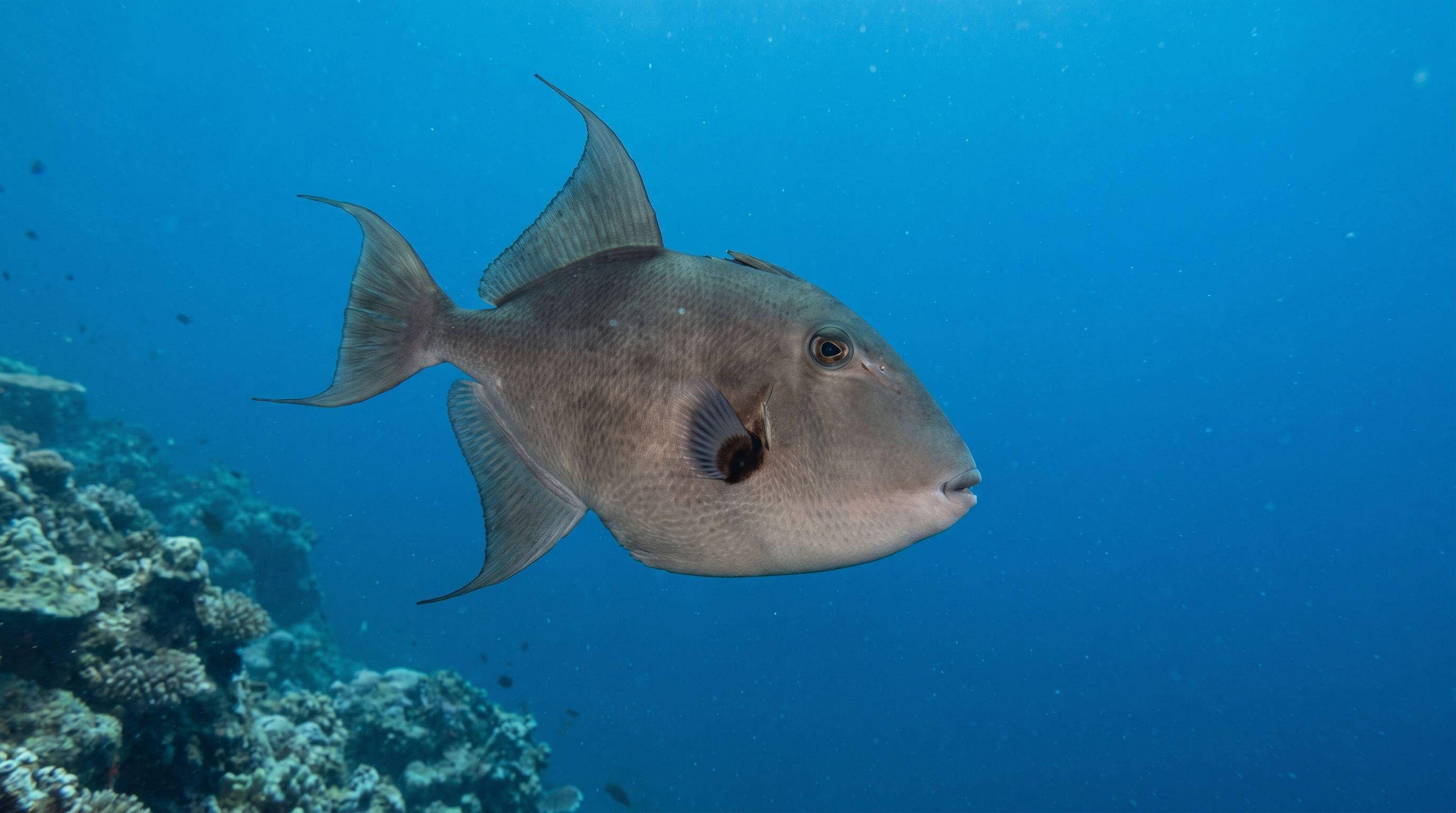 AI-generated illustration; species identification unverified. Ocean Triggerfish (Canthidermis sufflamen)