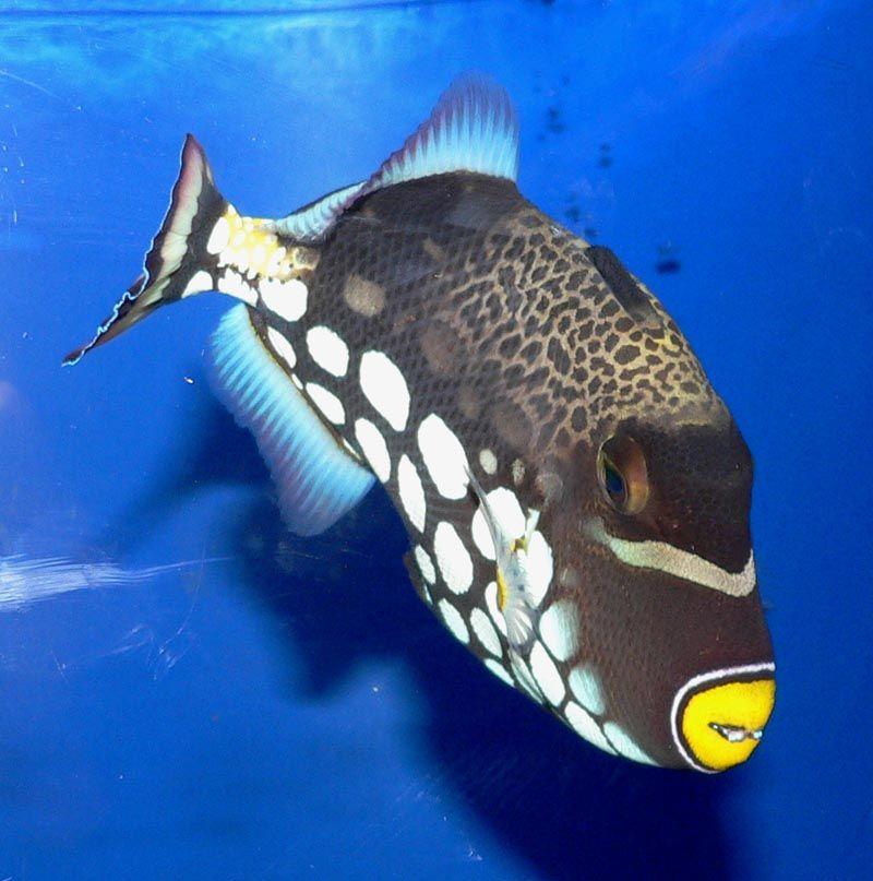Clown Triggerfish