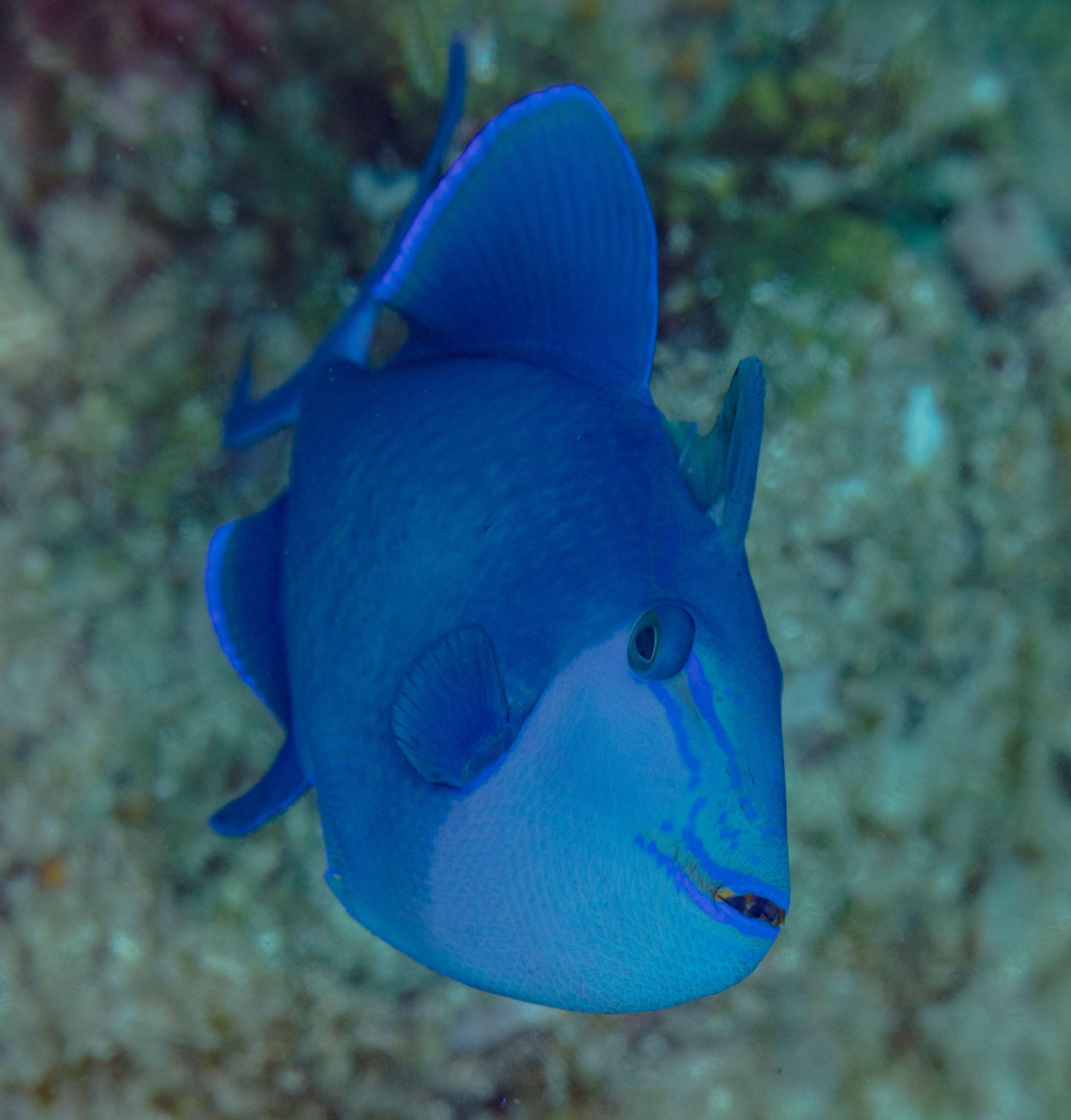Redtoothed Triggerfish