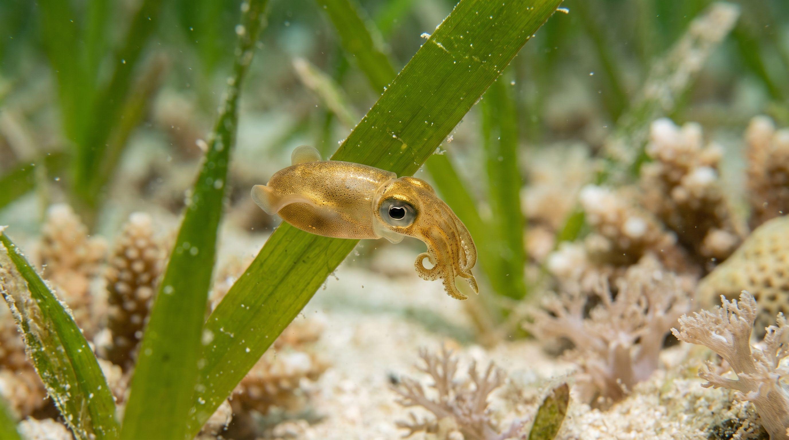 AI-generated illustration; species identification unverified. Pygmy Squid (Idiosepius spp.)