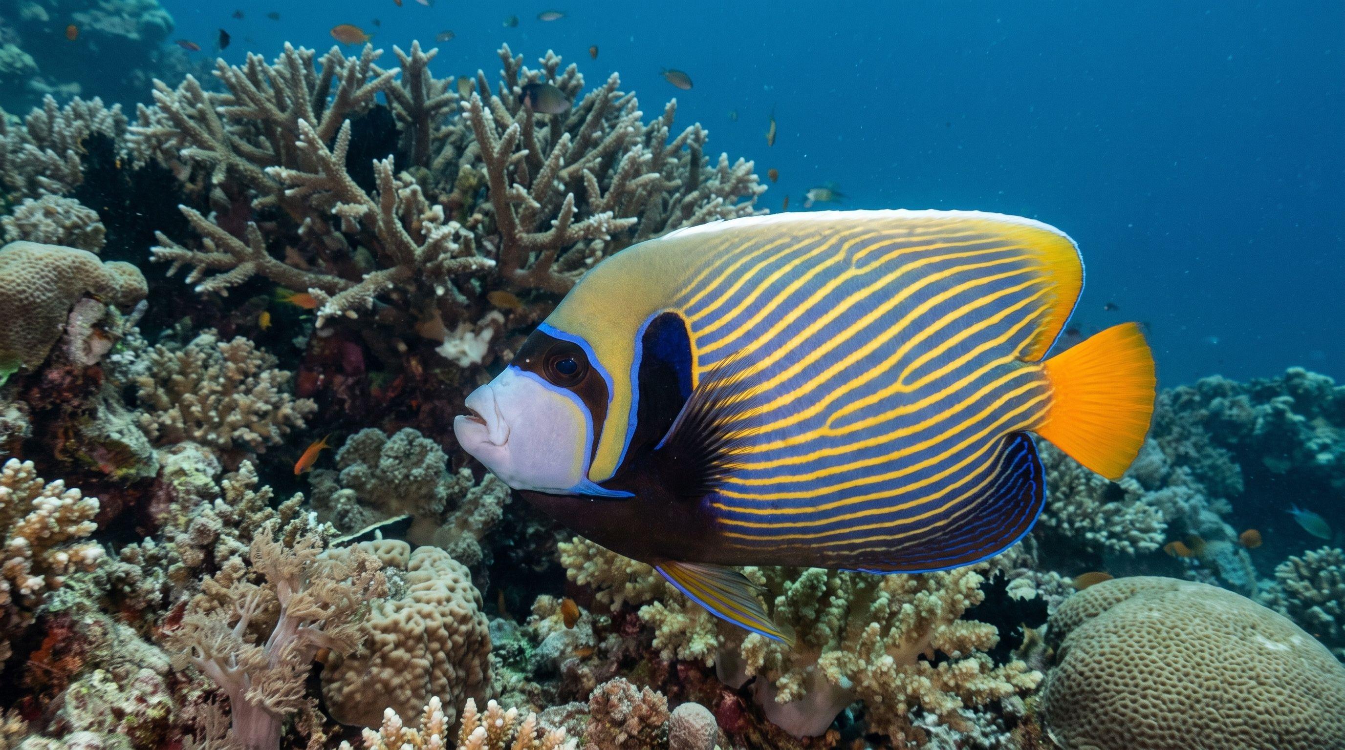 AI-generated illustration; species identification unverified. Emperor Angelfish (Pomacanthus imperator)