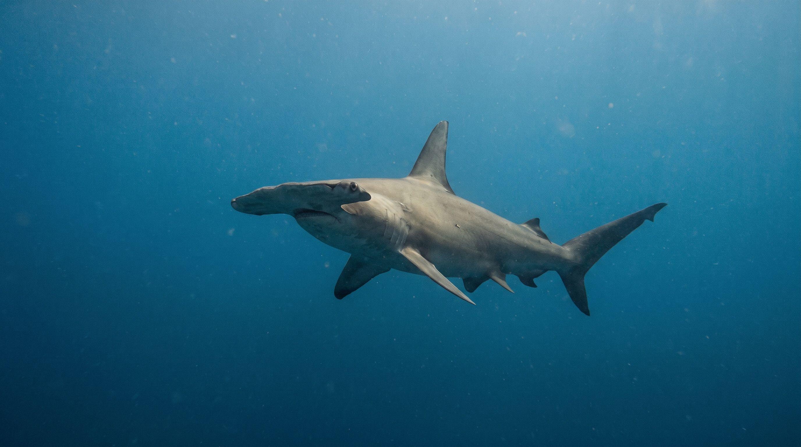 AI-generated illustration; species identification unverified. Hammerhead Shark (assorted)