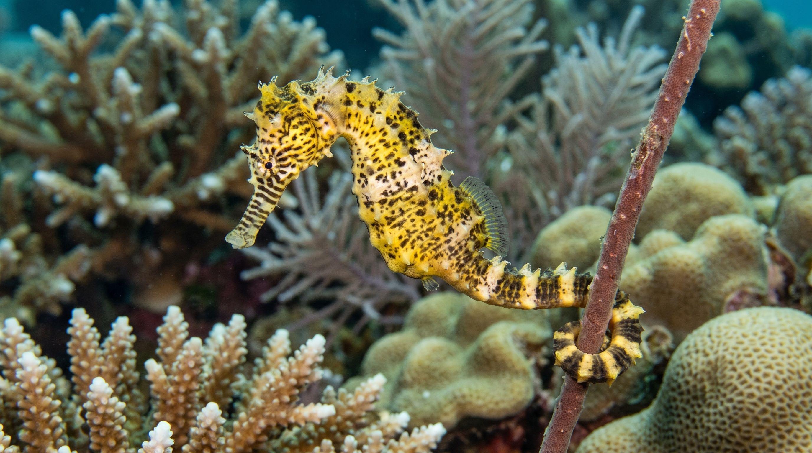 AI-generated illustration; species identification unverified. Tigertail Seahorse (Hippocampus comes)