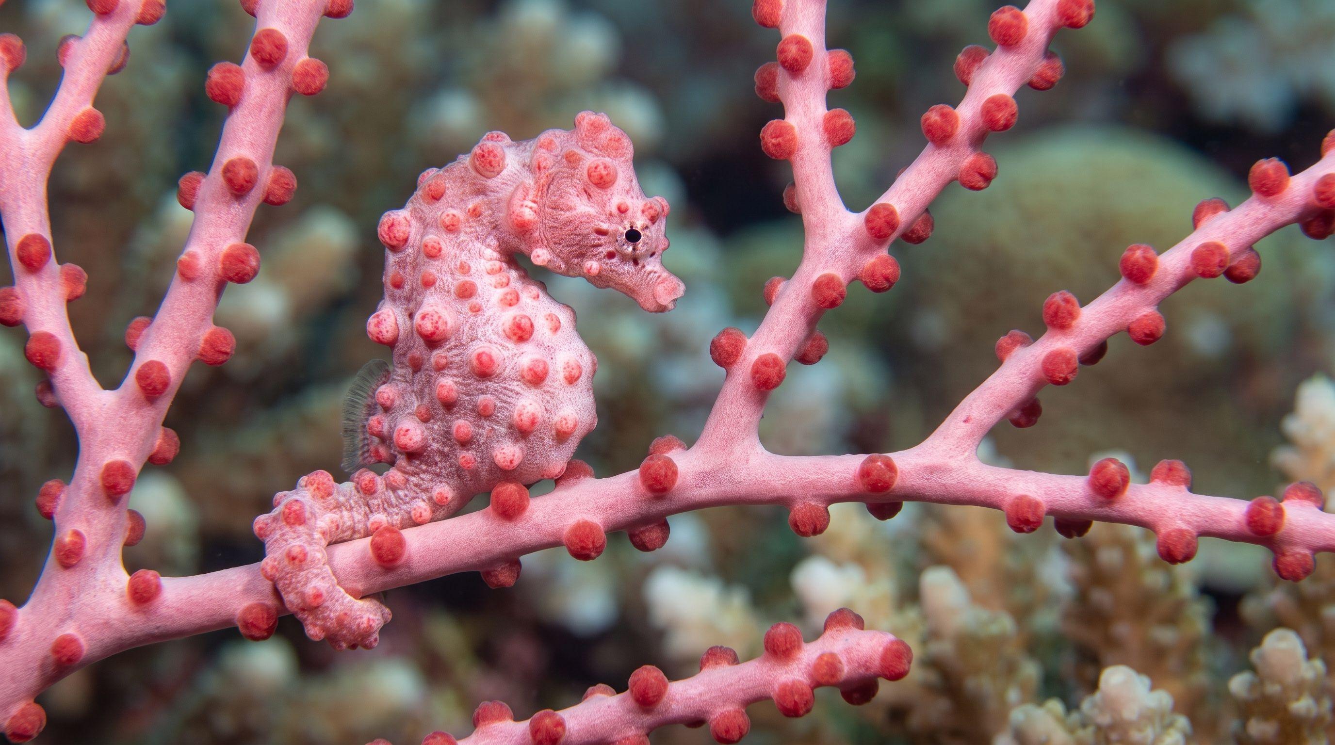 AI-generated illustration; species identification unverified. Pygmy Seahorse (Hippocampus bargibanti)