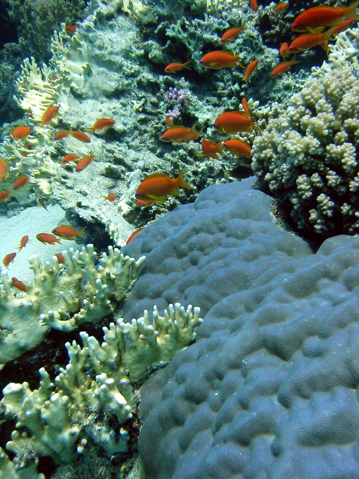 Sea Goldie (anthias)