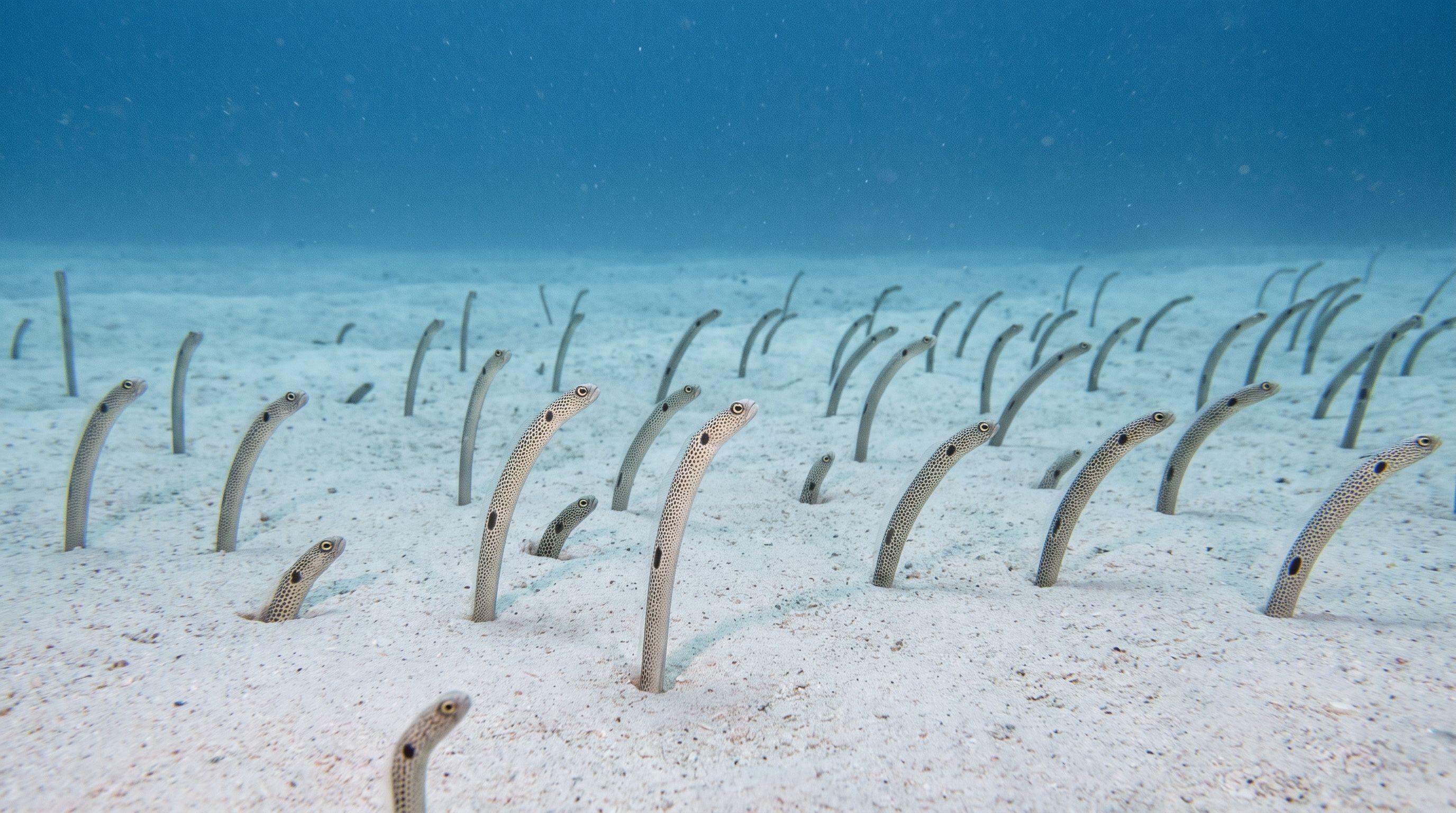 AI-generated illustration; species identification unverified. Spotted Garden Eel (Heteroconger hassi)