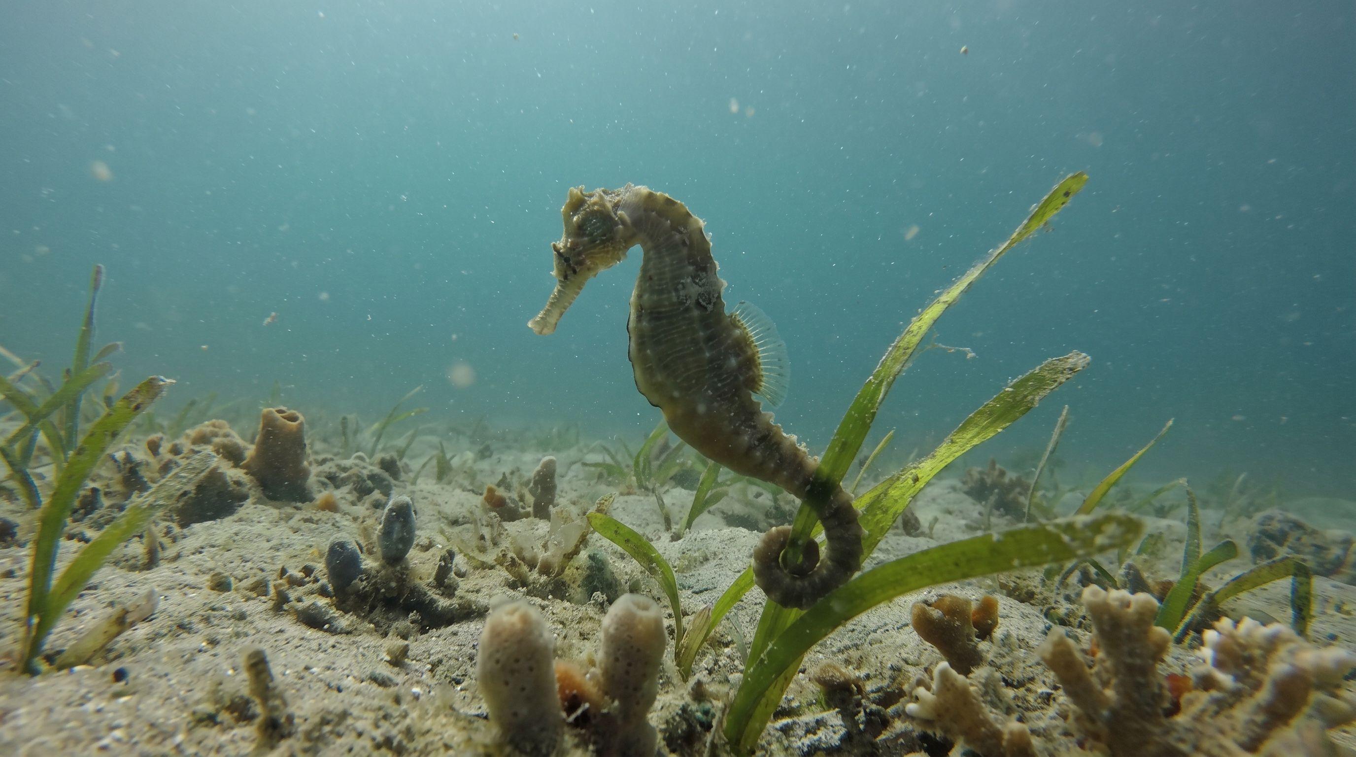 AI-generated illustration; species identification unverified. Seahorse (assorted)