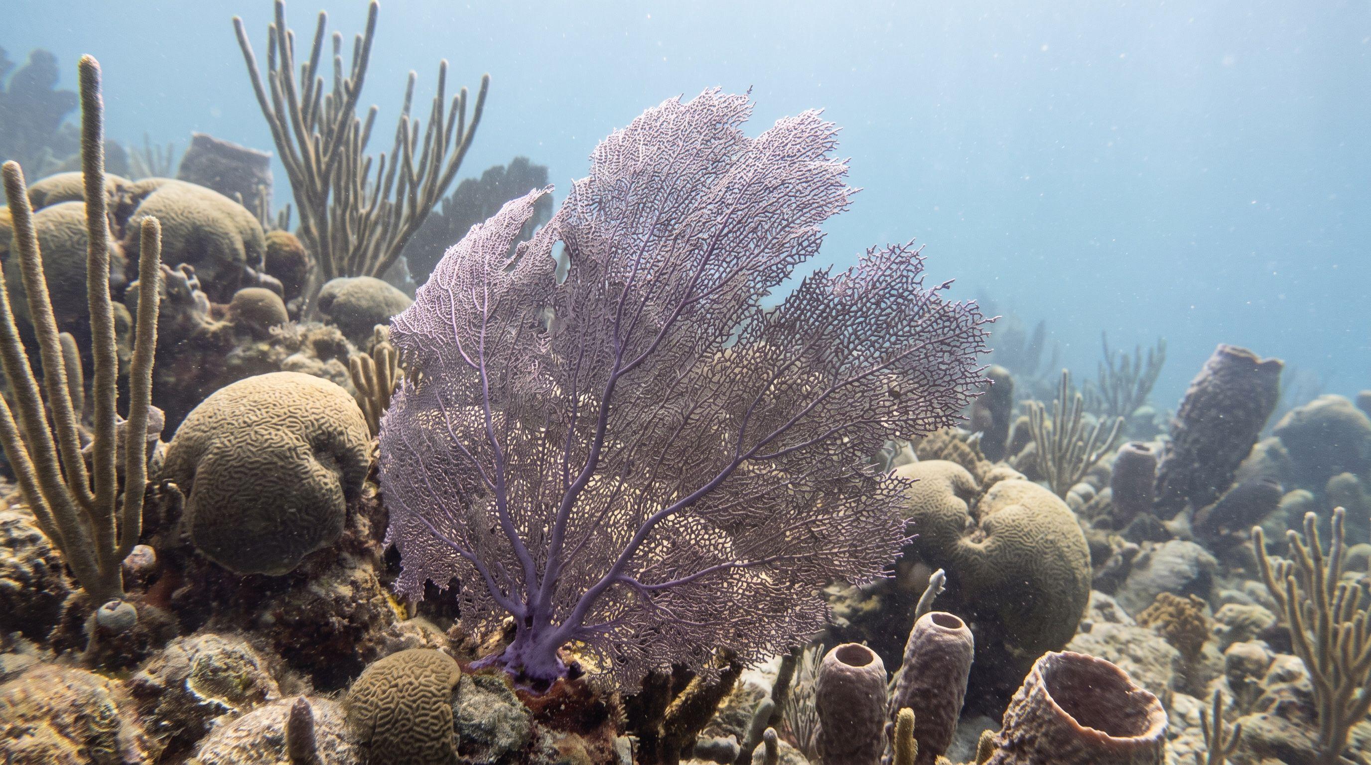 AI-generated illustration; species identification unverified. Common Sea Fan (Gorgonia ventalina)