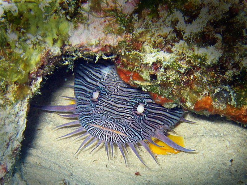Splendid Toadfish