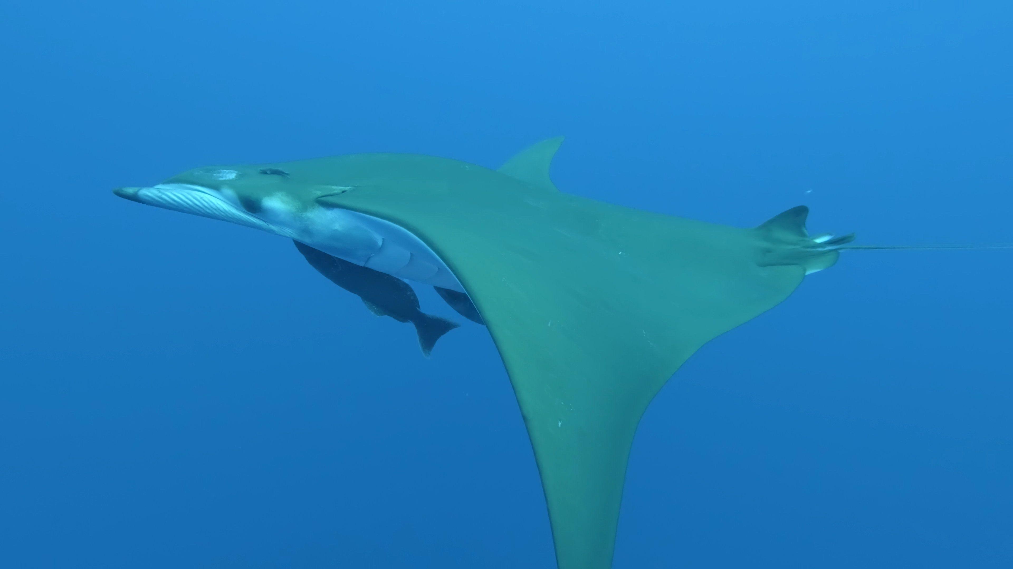 Sicklefin Devil Ray