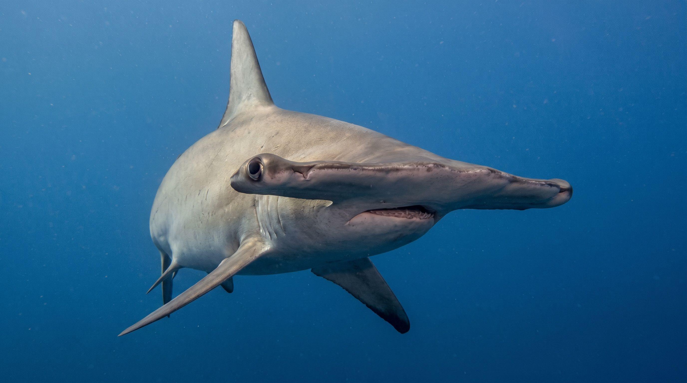 AI-generated illustration; species identification unverified. Scalloped Hammerhead Shark (Sphyrna lewini)