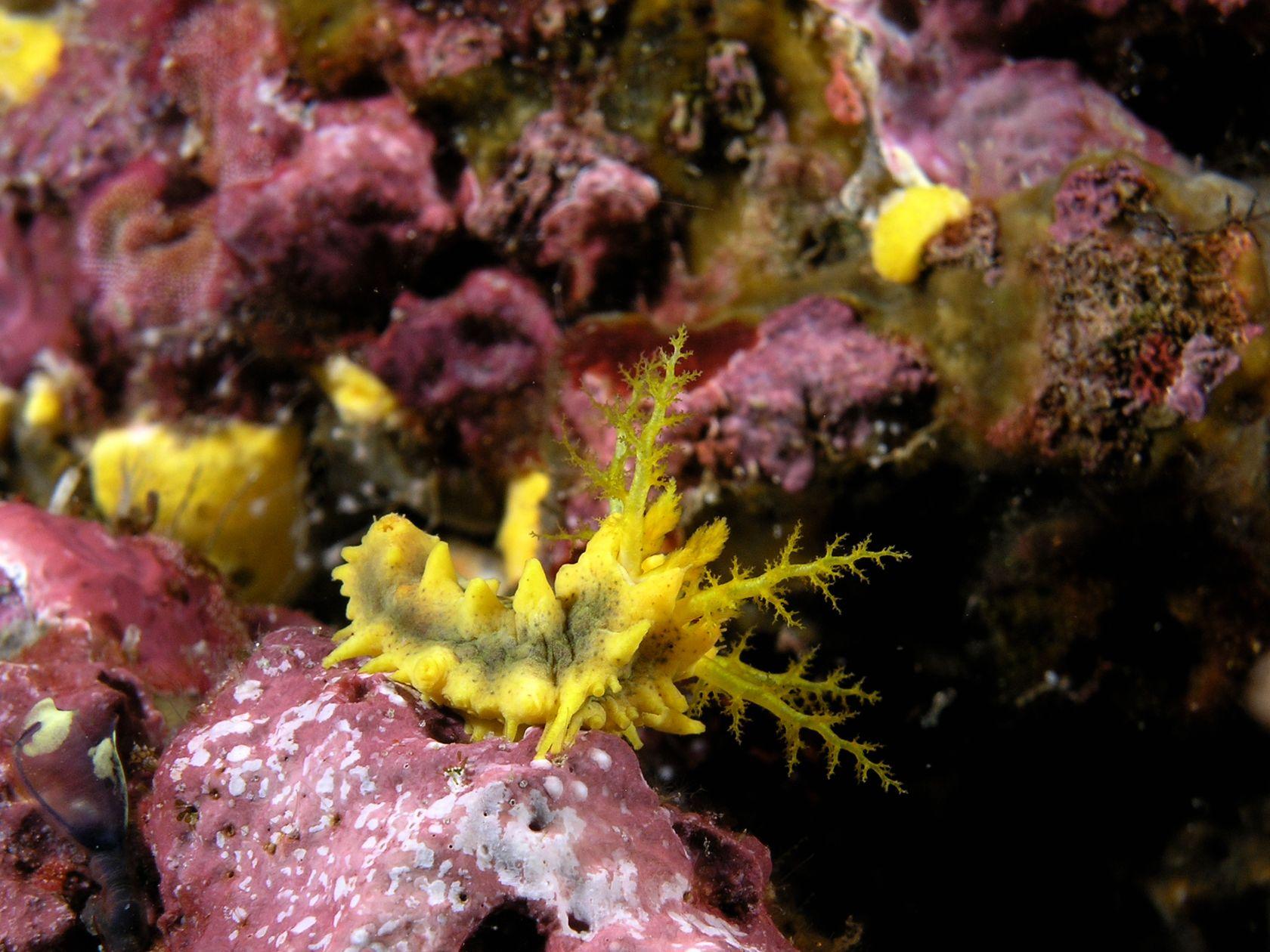 Yellow Sea Cucumber