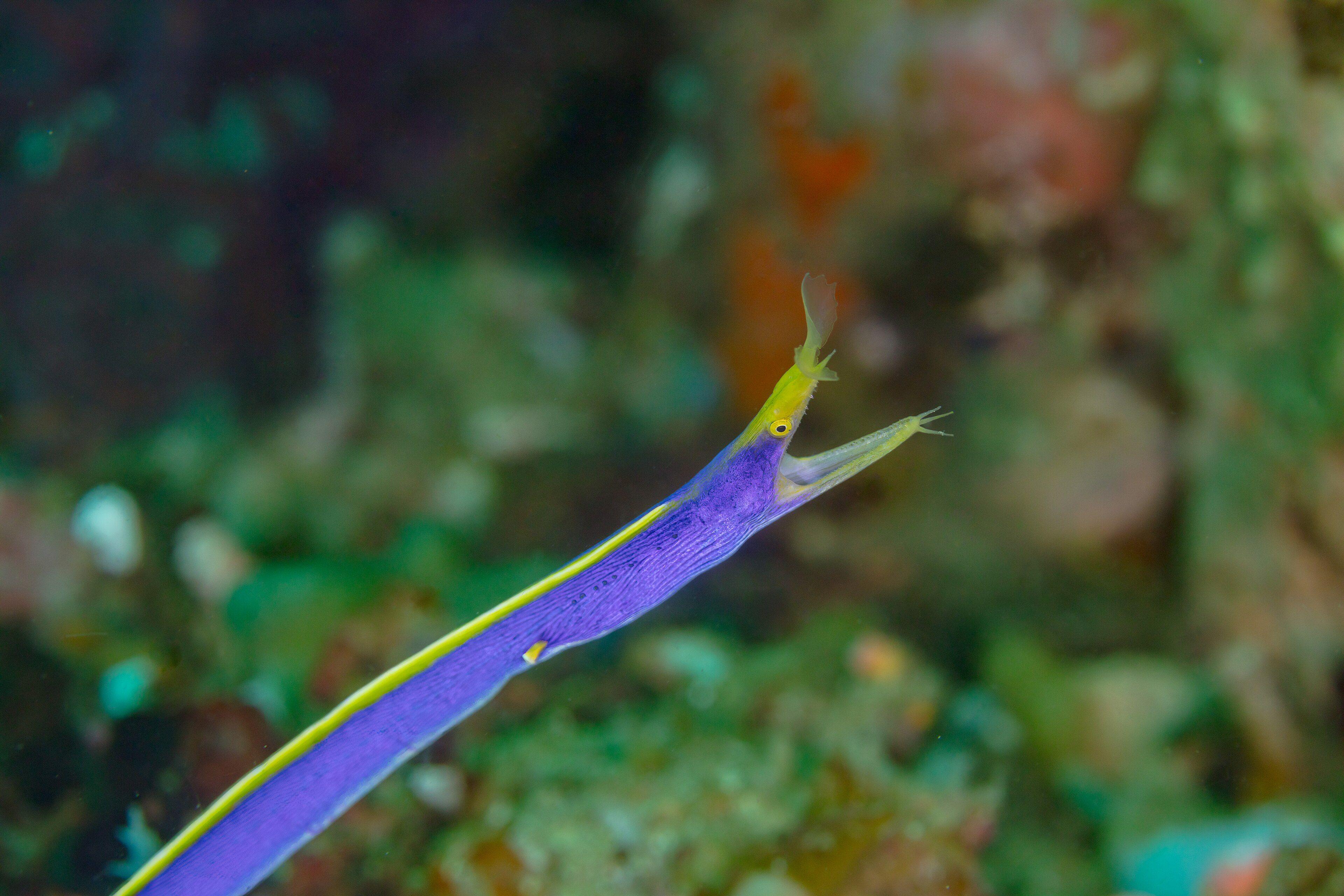 Blue-ribbon Eel