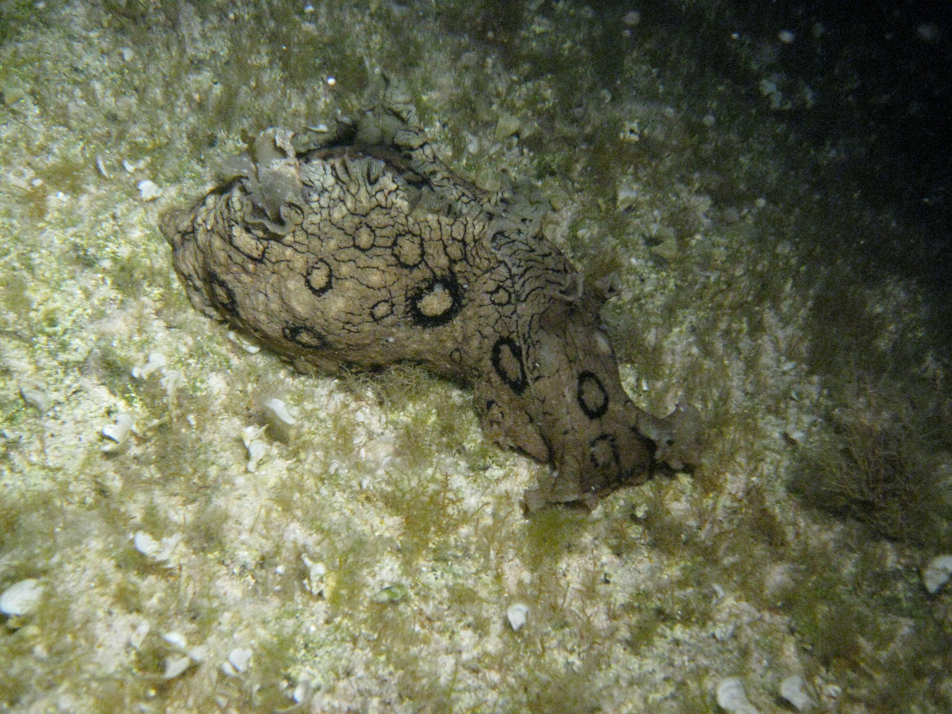 Spanish Dancer
