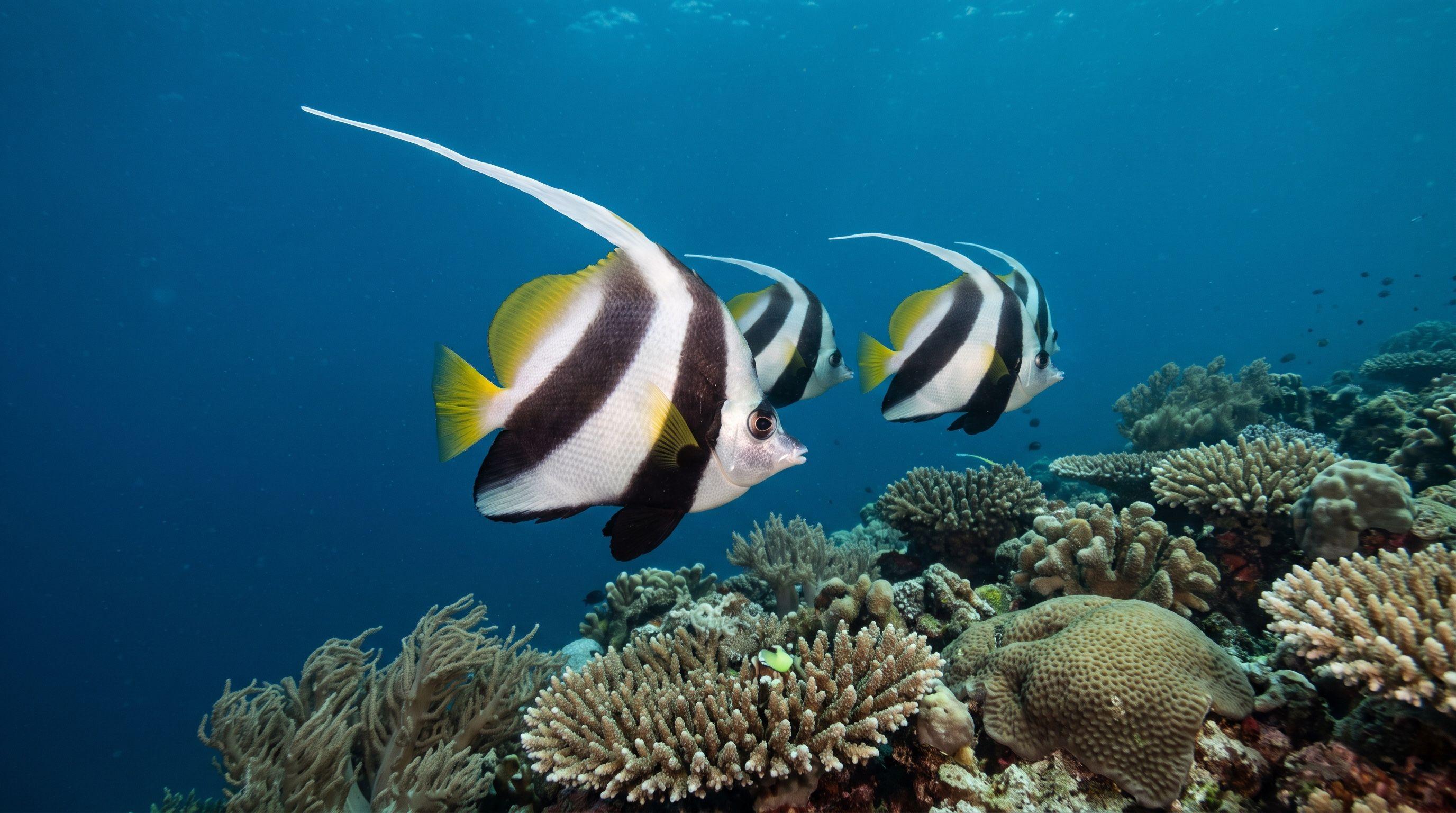 AI-generated illustration; species identification unverified. Bannerfish (assorted) (Heniochus spp.)
