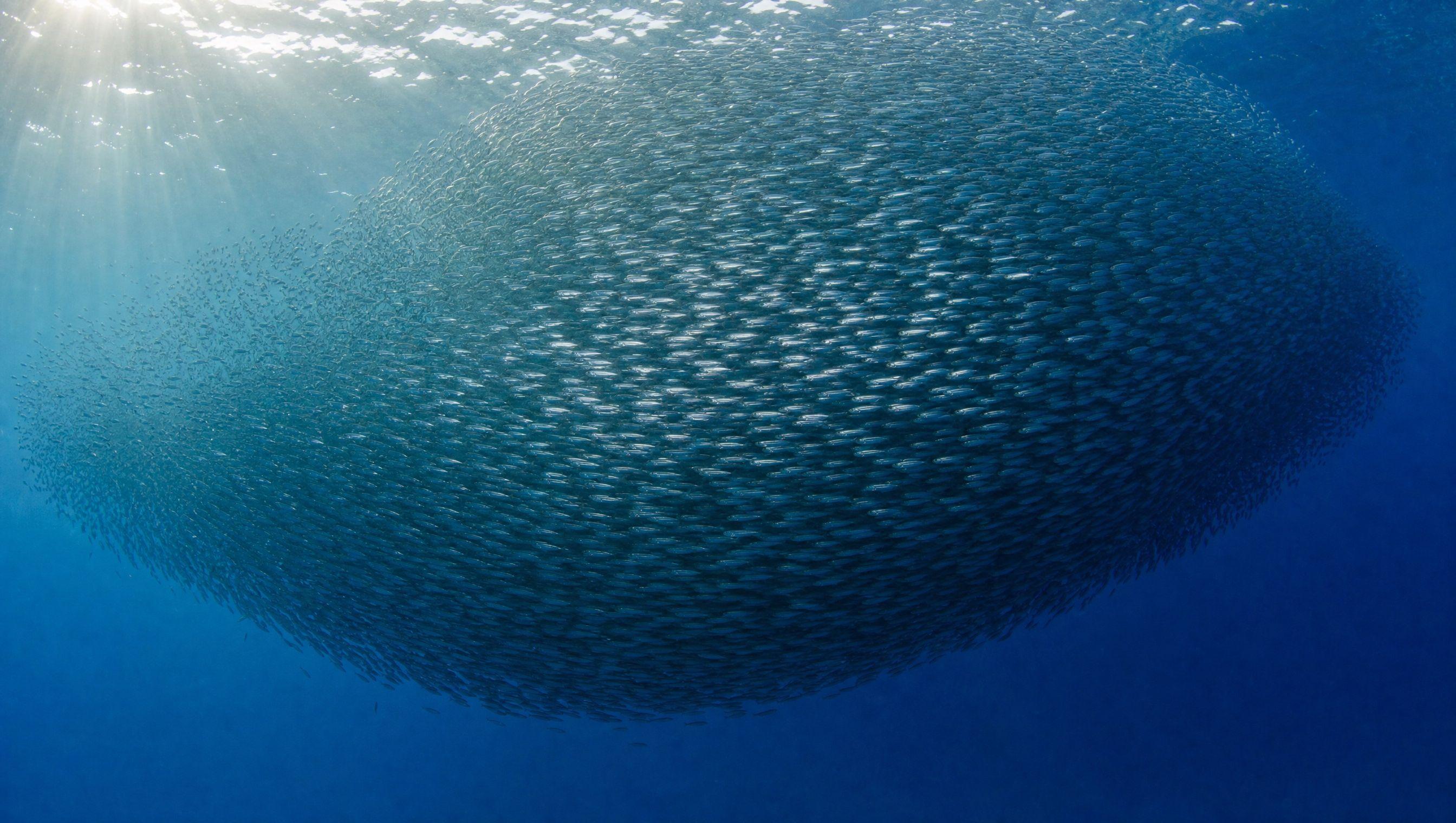 Sardine (schooling)
