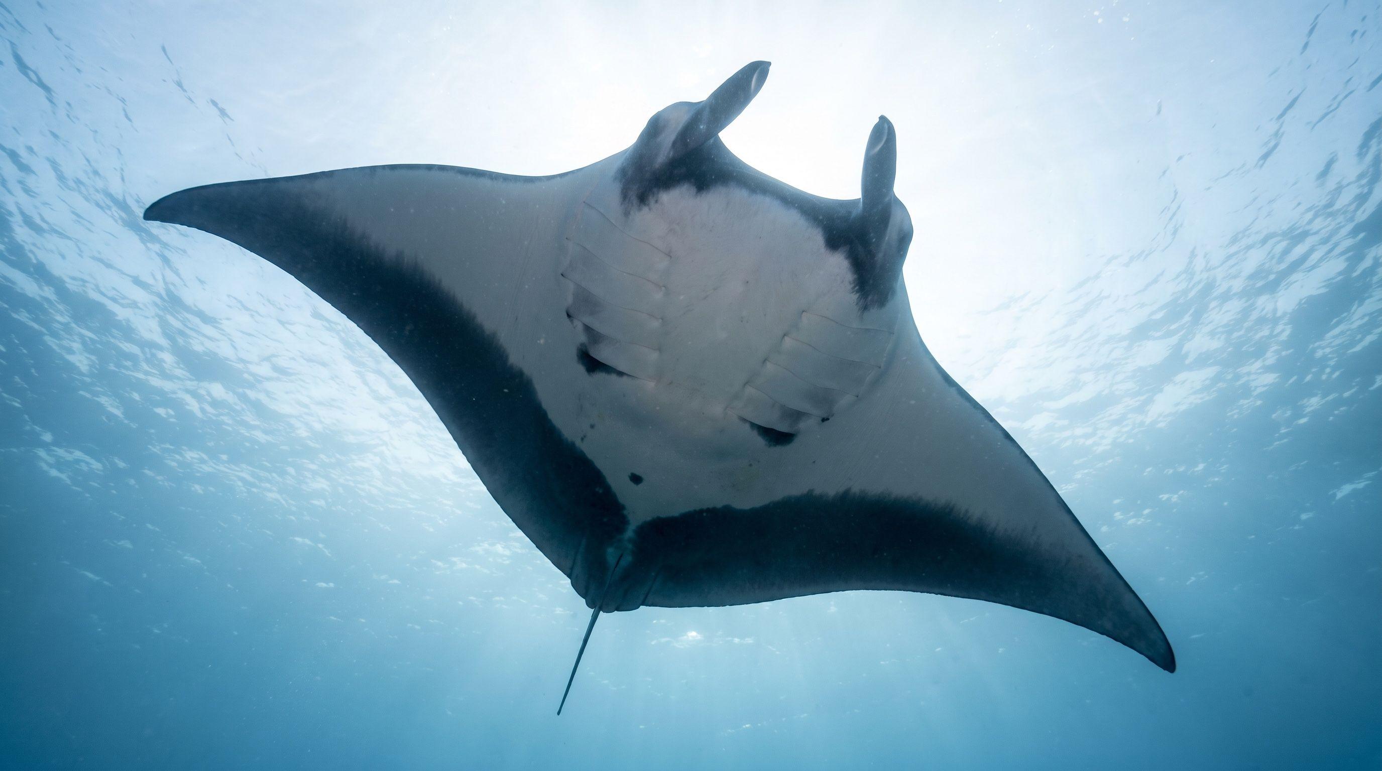 AI-generated illustration; species identification unverified. Manta Ray (Mobula birostris)