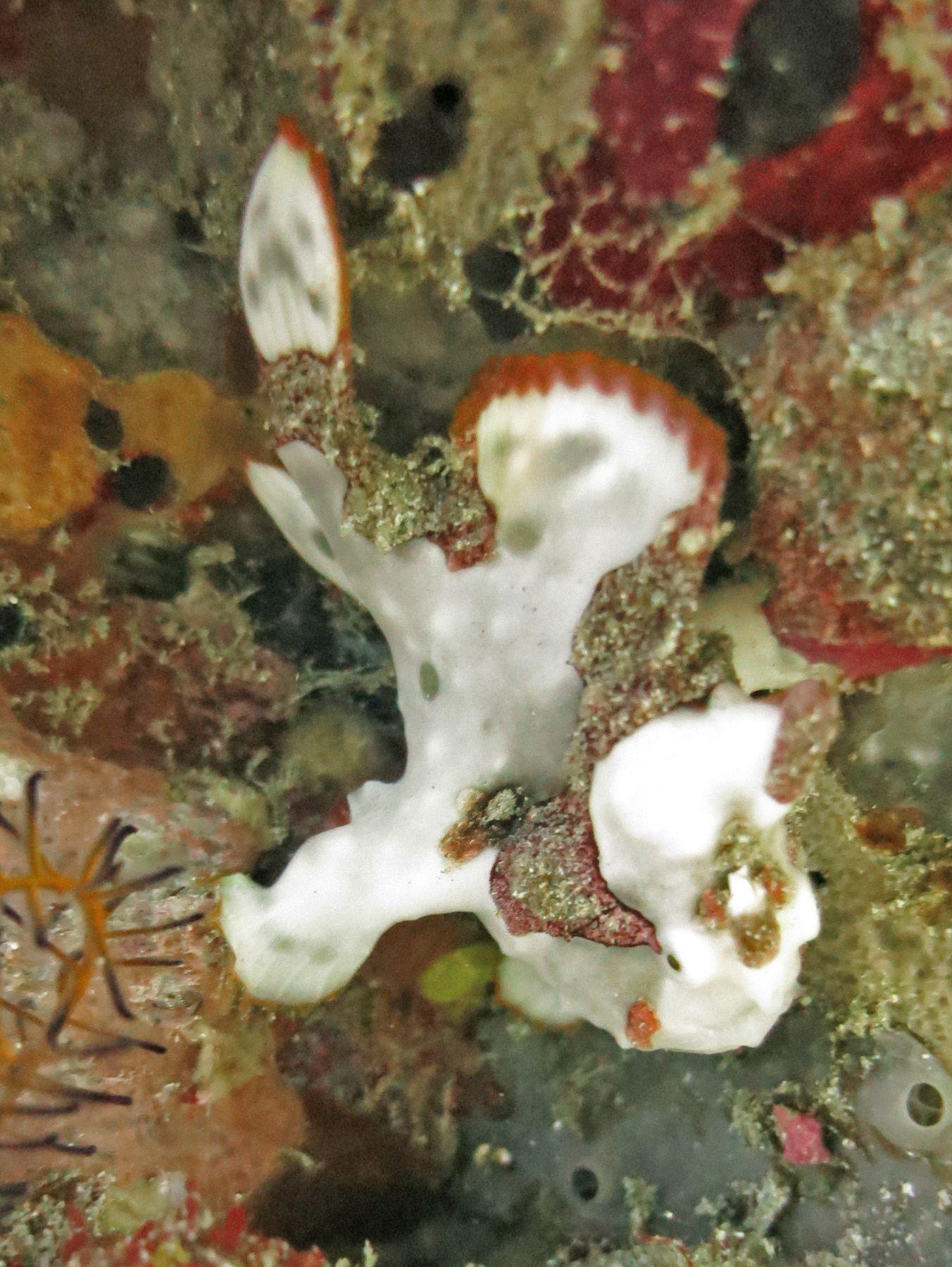 Frogfish
