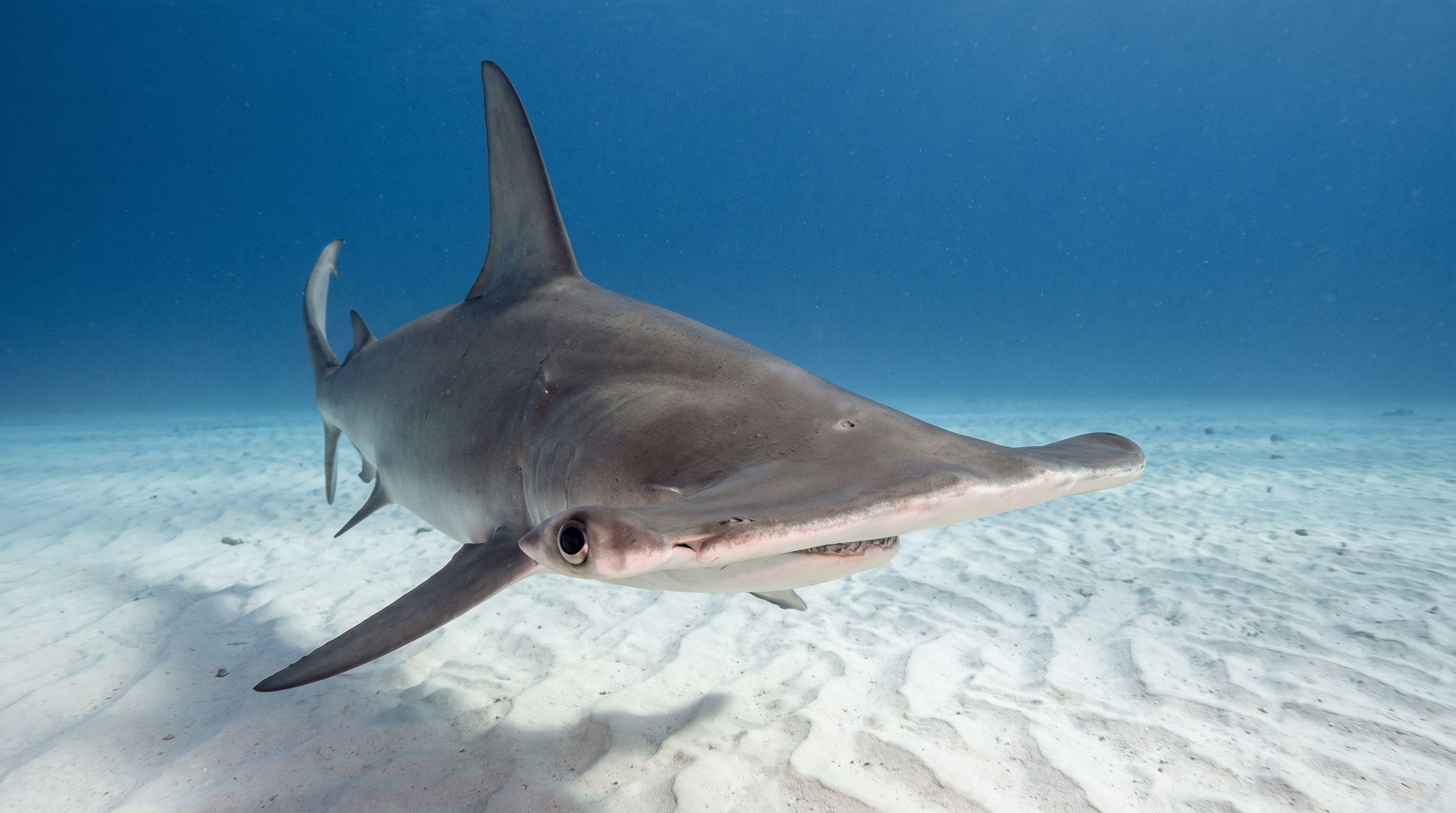 AI-generated illustration; species identification unverified. Great Hammerhead Shark (Sphyrna mokarran)