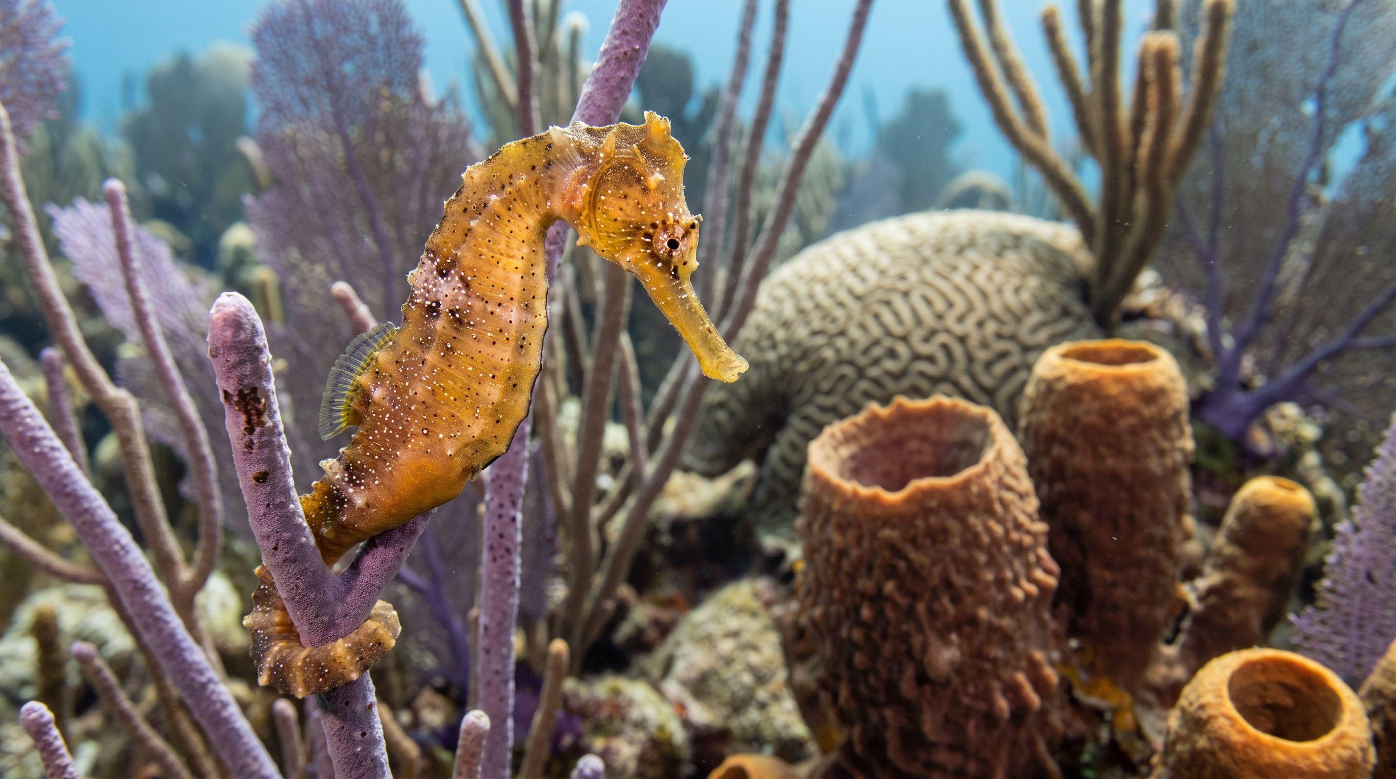 AI-generated illustration; species identification unverified. Longsnout Seahorse (Hippocampus reidi)