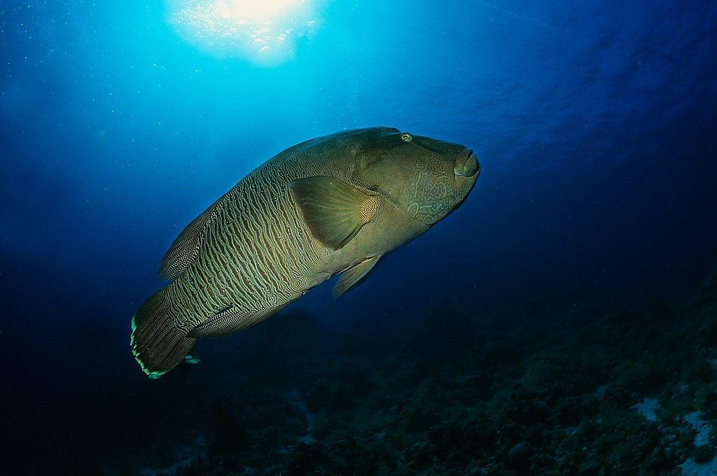 Humphead Wrasse (Napoleon)