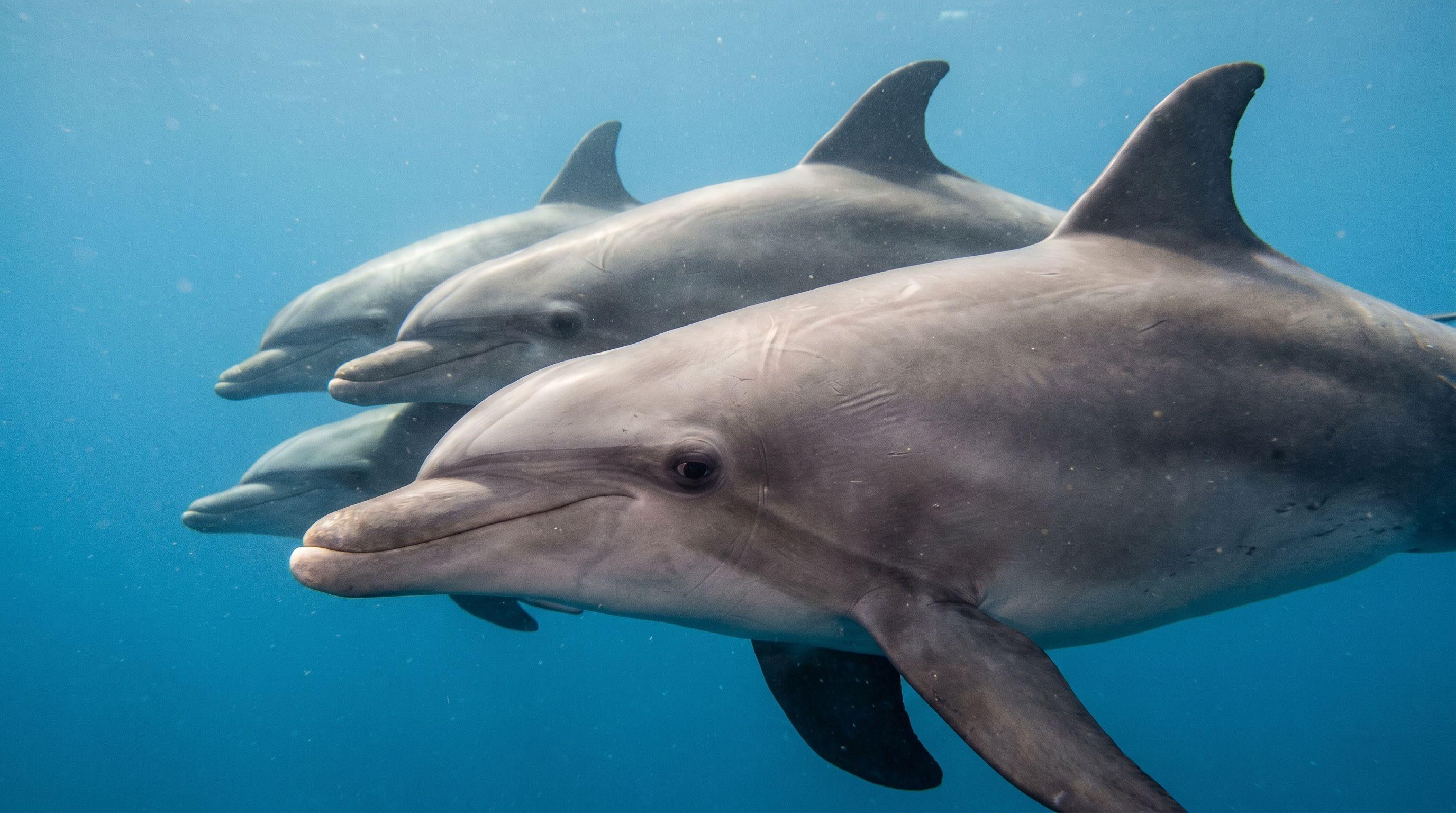AI-generated illustration; species identification unverified. Bottlenose Dolphin (Tursiops truncatus)