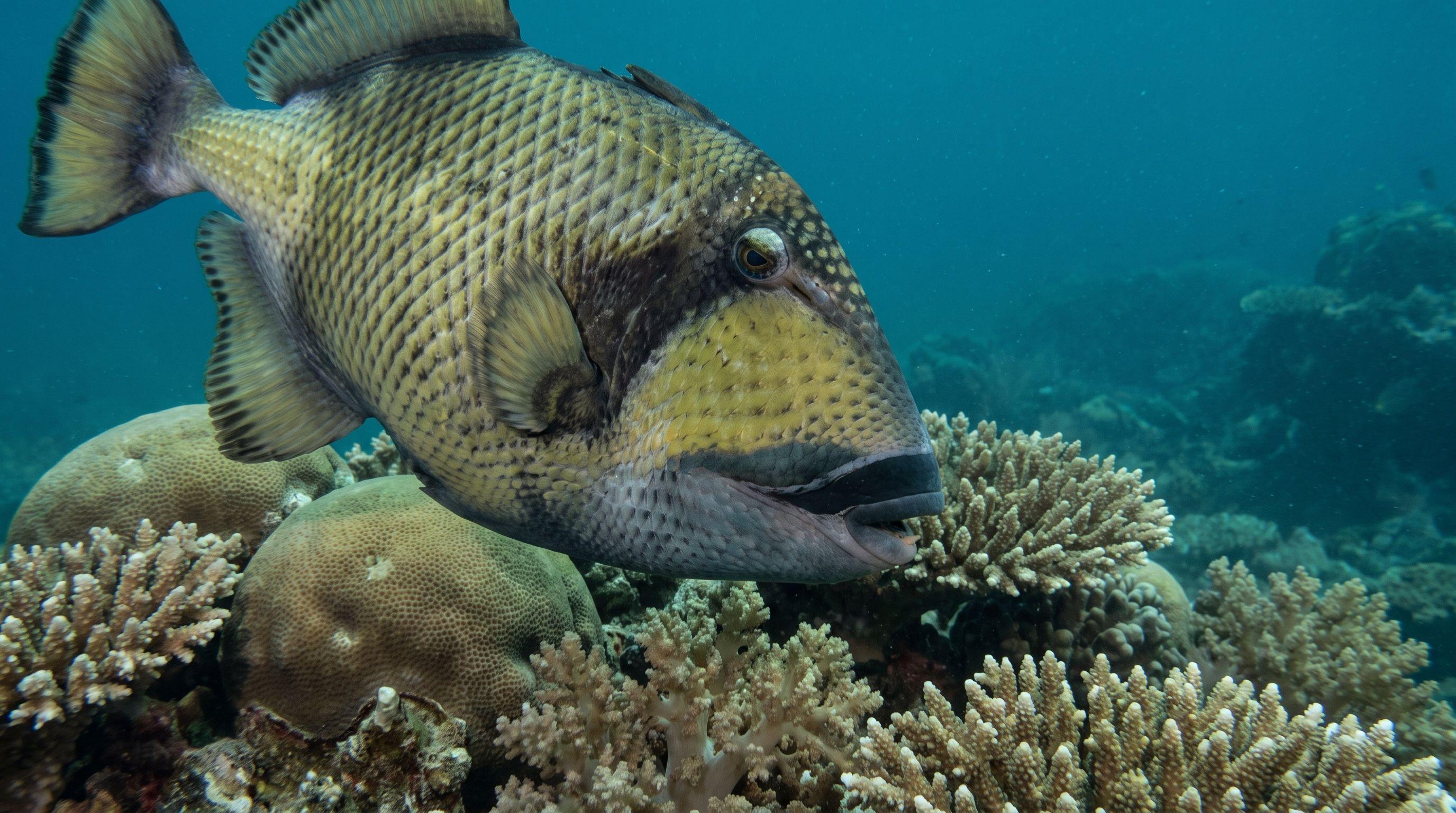 AI-generated illustration; species identification unverified. Titan Triggerfish (Balistoides viridescens)