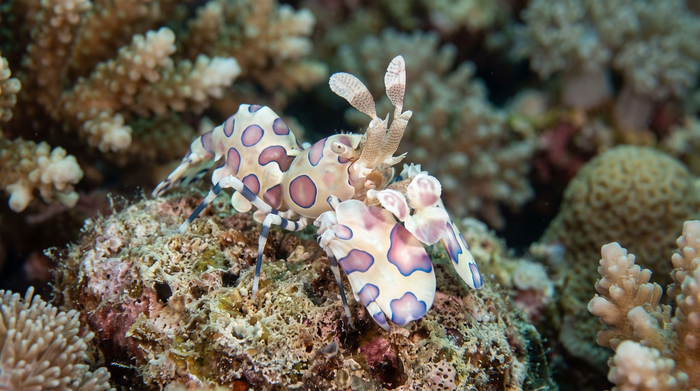 AI-generated illustration; species identification unverified. Harlequin Shrimp (Hymenocera picta)
