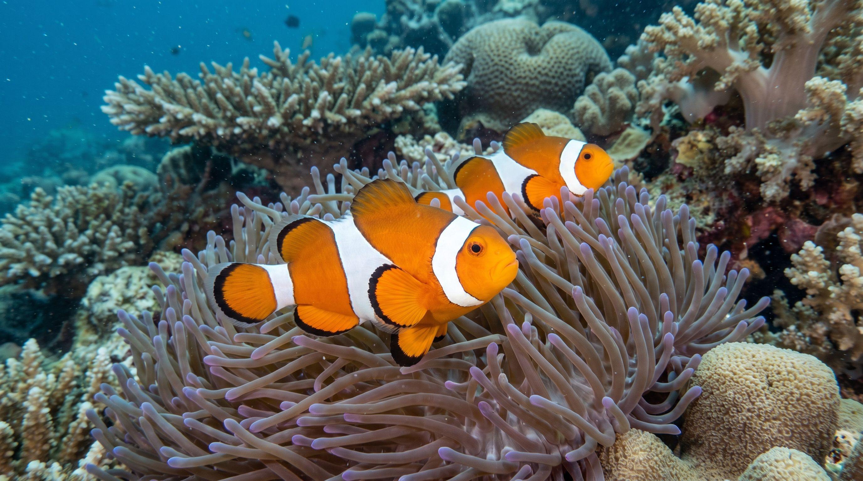 AI-generated illustration; species identification unverified. Clownfish (Ocellaris) (Amphiprion ocellaris)