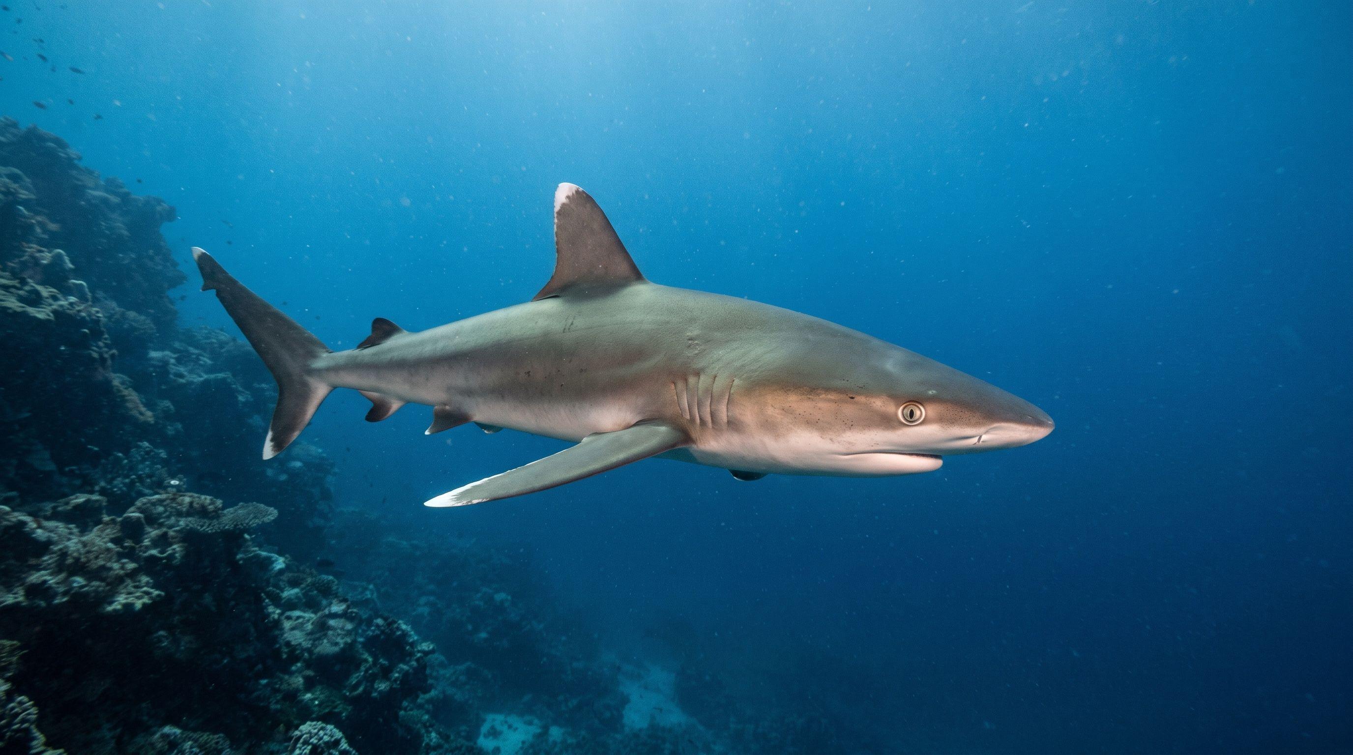 AI-generated illustration; species identification unverified. Silvertip Shark (Carcharhinus albimarginatus)