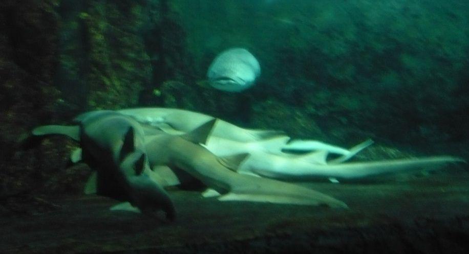 Nurse Shark