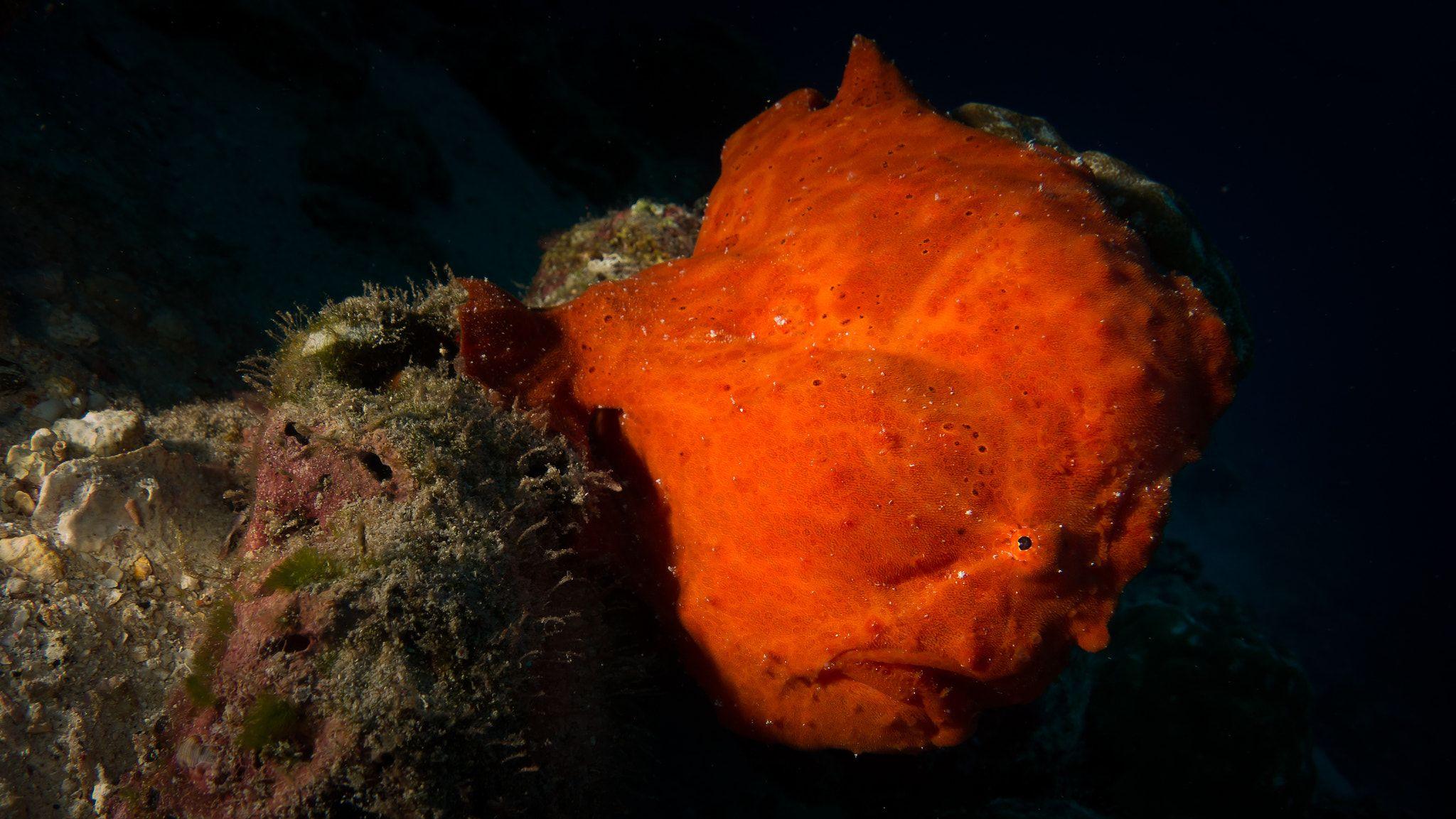 Giant Frogfish