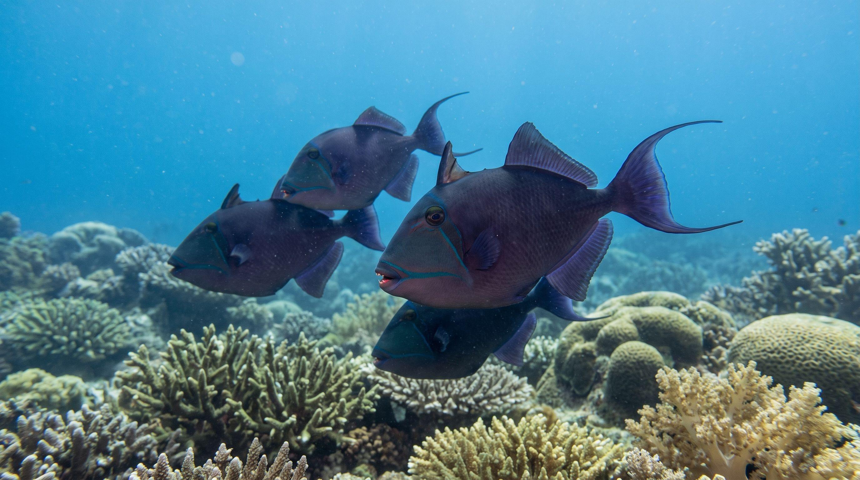 AI-generated illustration; species identification unverified. Redtoothed Triggerfish (Odonus niger)