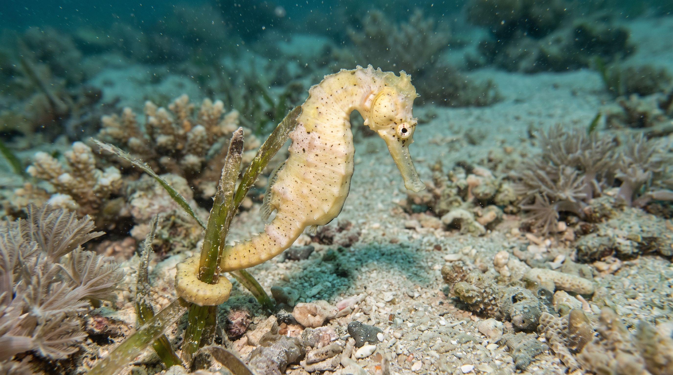 AI-generated illustration; species identification unverified. Common (Yellow) Seahorse (Hippocampus kuda)