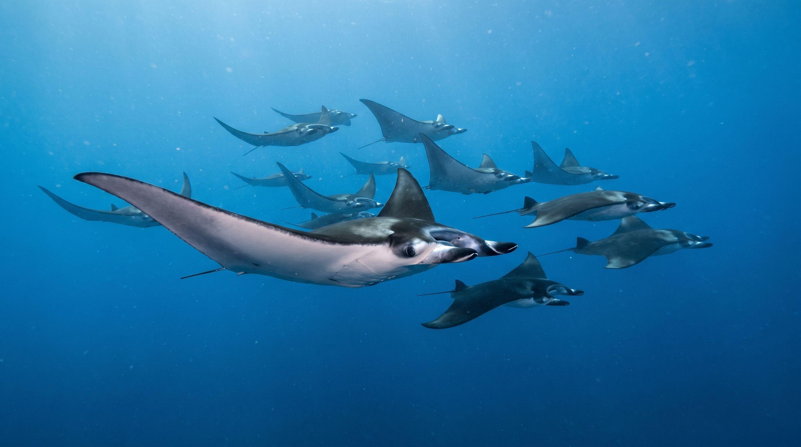 AI-generated illustration; species identification unverified. Mobula Ray (Mobula spp. (schooling))