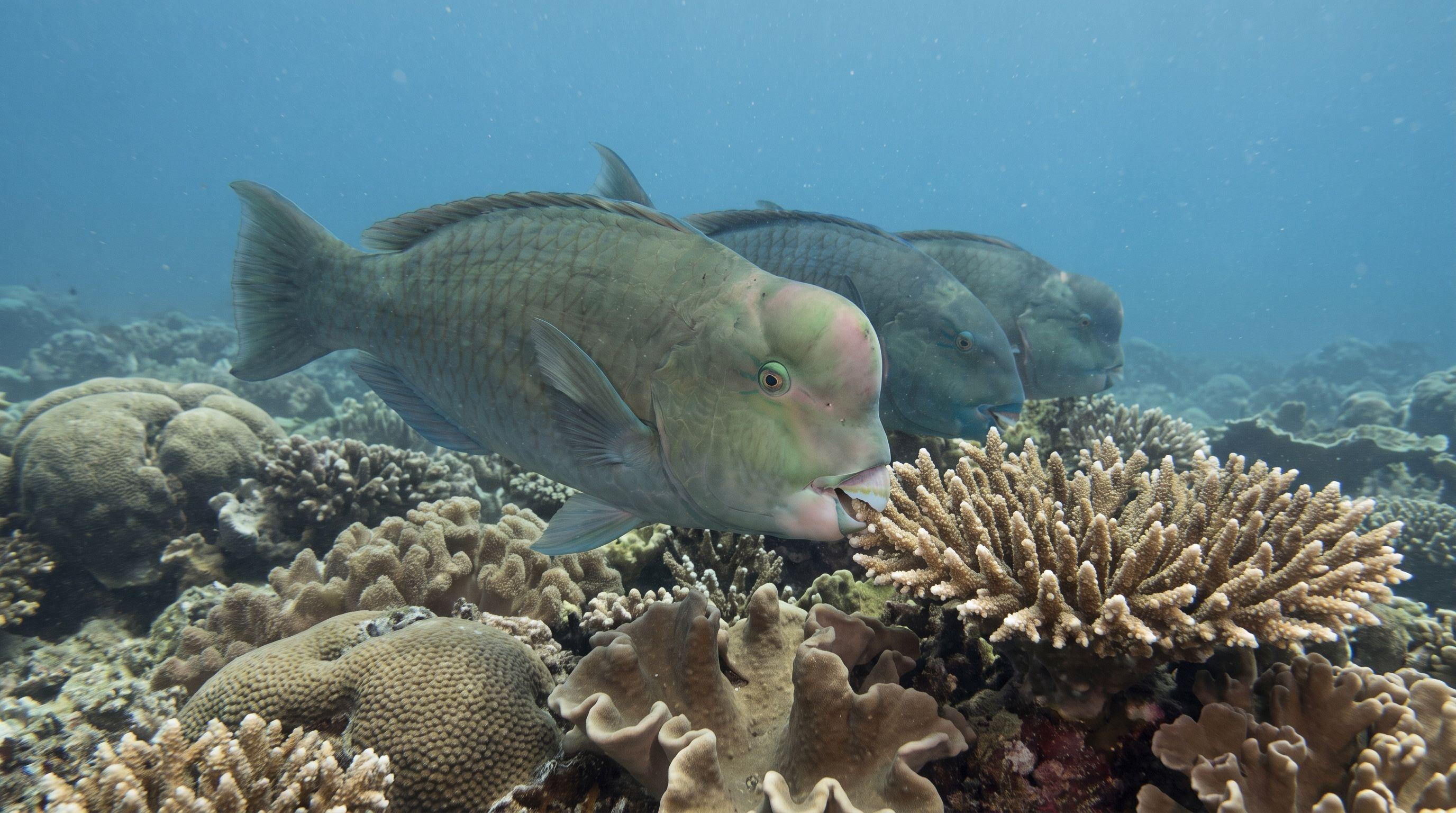 AI-generated illustration; species identification unverified. Bumphead Parrotfish (Bolbometopon muricatum)
