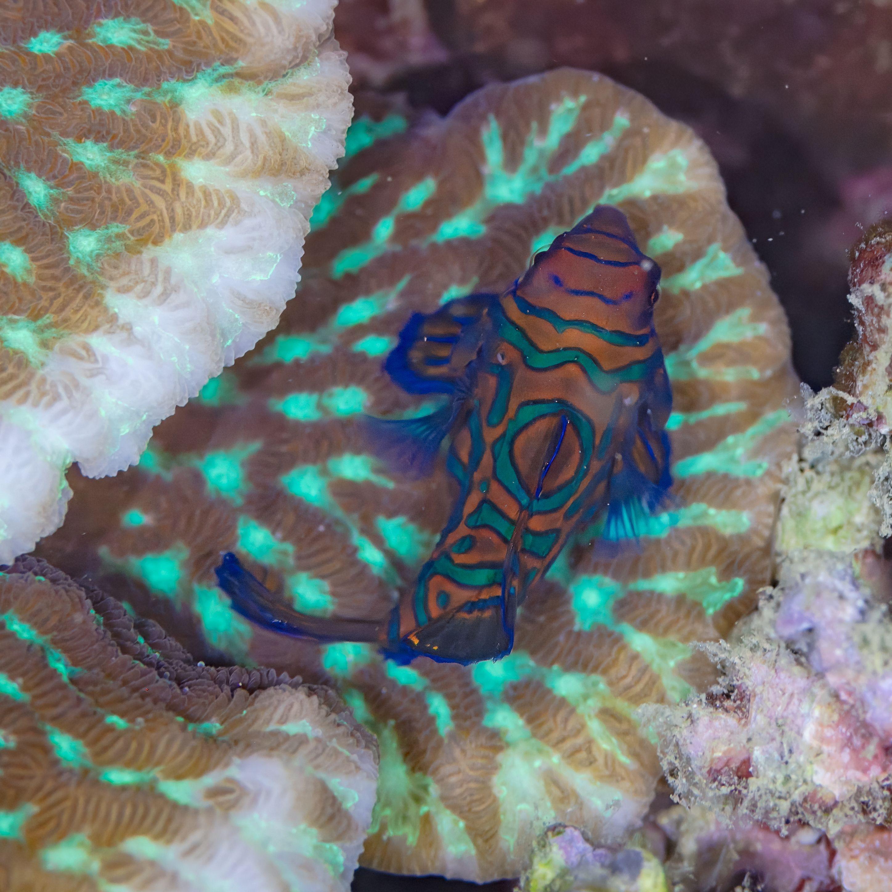 Mandarinfish