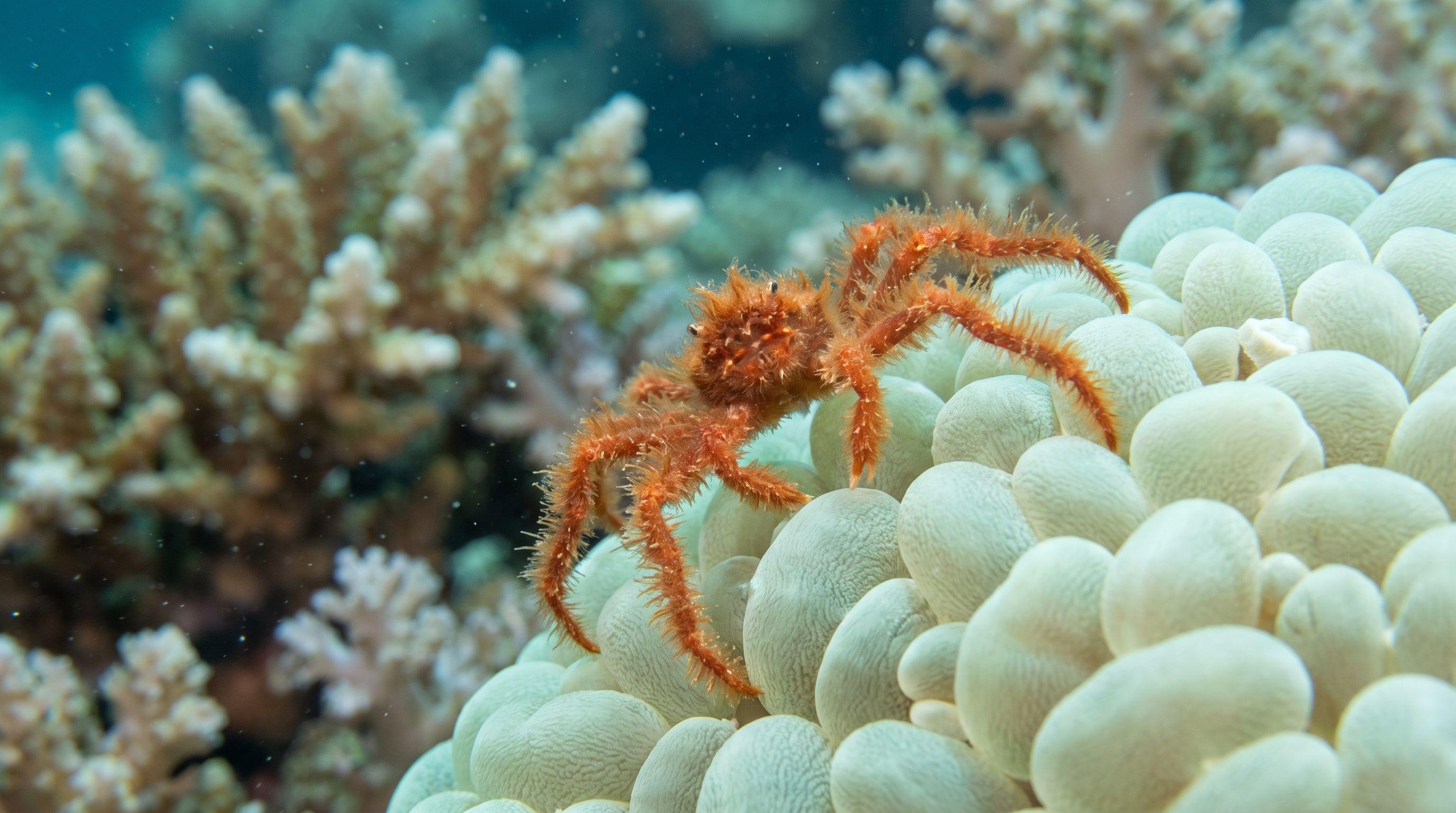 AI-generated illustration; species identification unverified. Orangutan Crab (Achaeus japonicus)