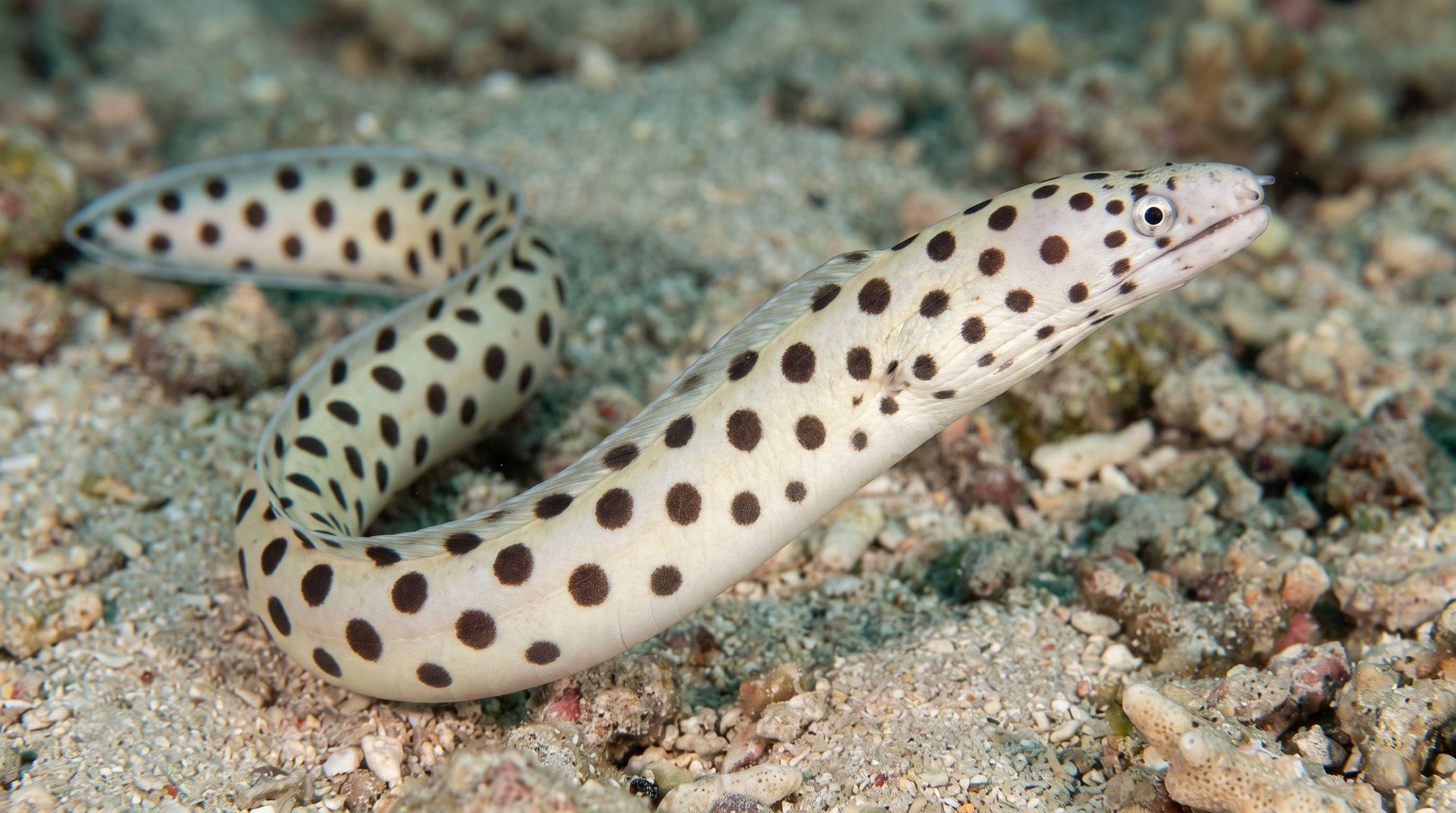AI-generated illustration; species identification unverified. Spotted Snake Eel (Myrichthys maculosus)