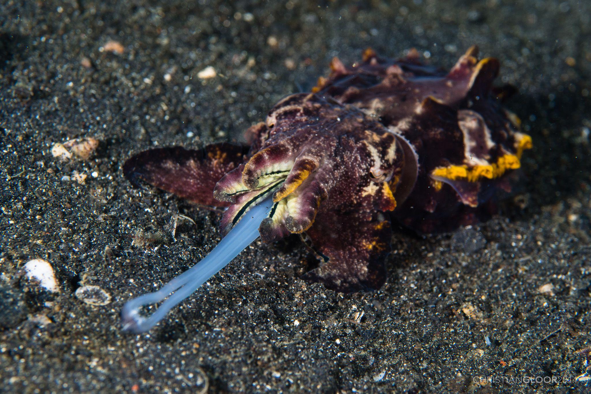 Flamboyant Cuttlefish