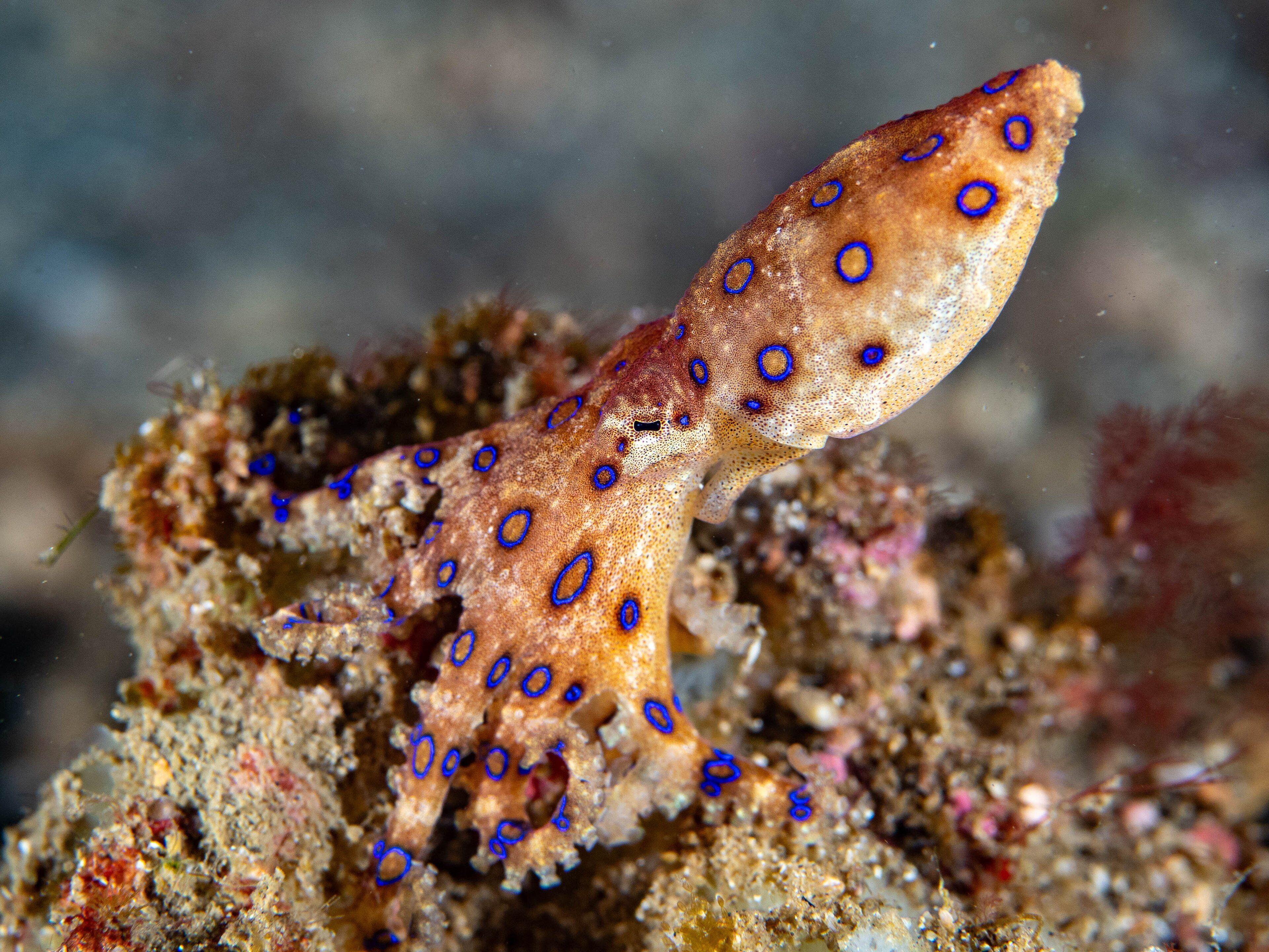 Blue-ringed Octopus