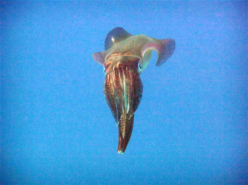 Bigfin Reef Squid