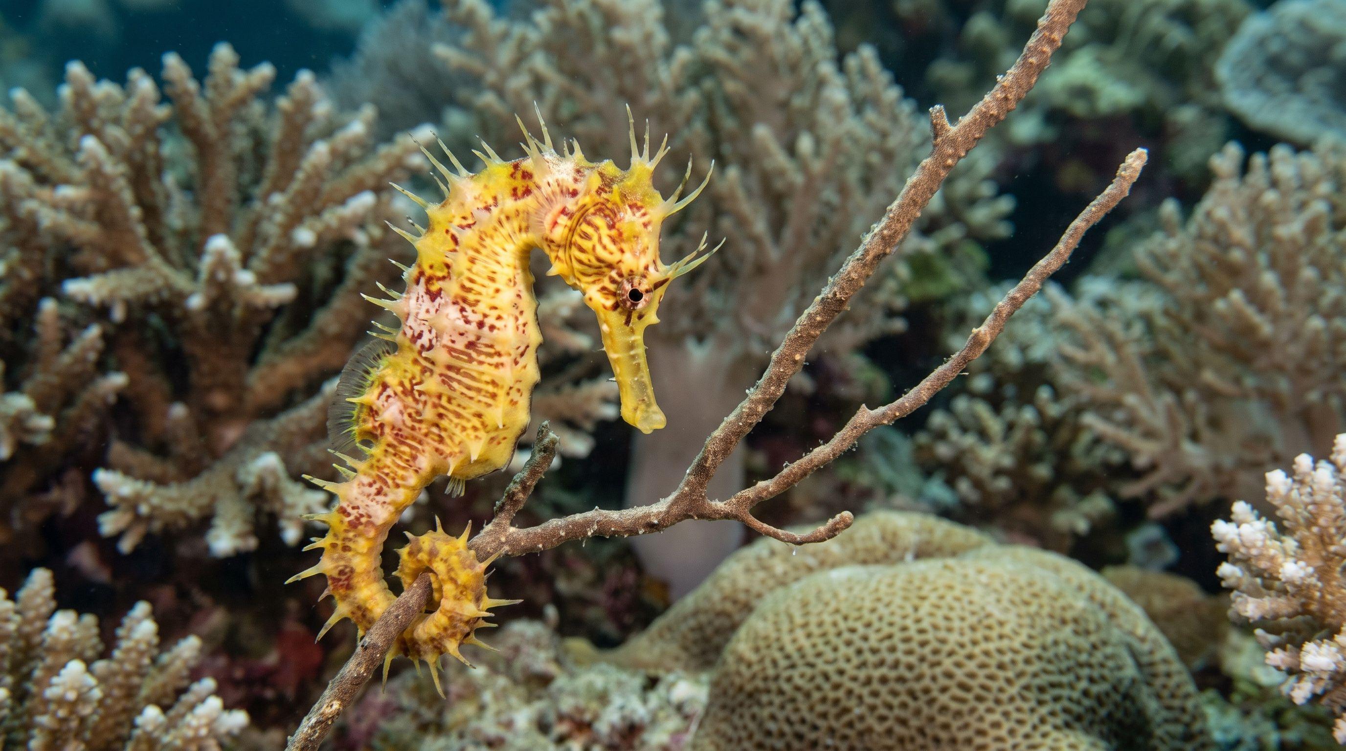 AI-generated illustration; species identification unverified. Thorny Seahorse (Hippocampus histrix)