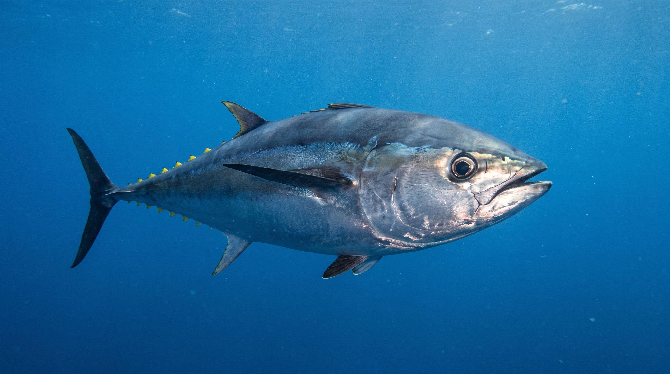 AI-generated illustration; species identification unverified. Bigeye Tuna (Thunnus obesus)